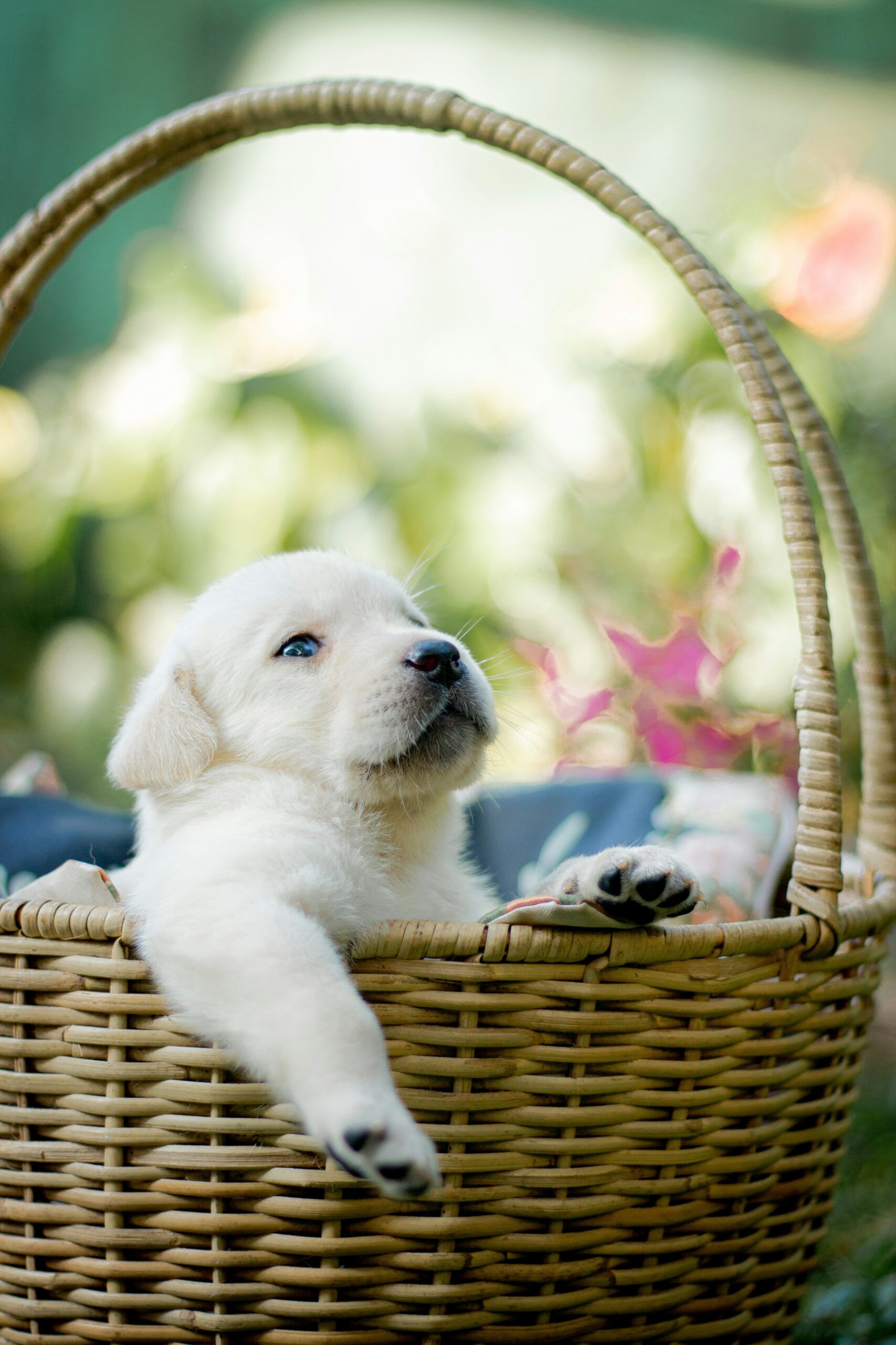 Labrador Retriever puppy stretching its paw from a wicker basket outdoors