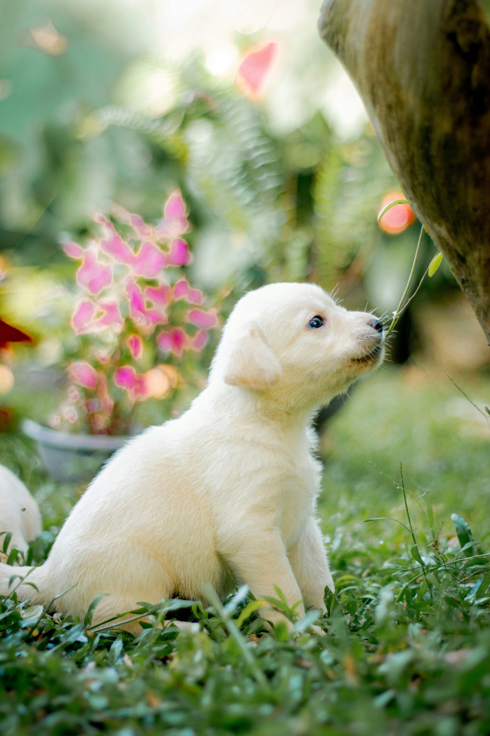 Labrador retriever puppy sitting on grass and sniffing a plant.