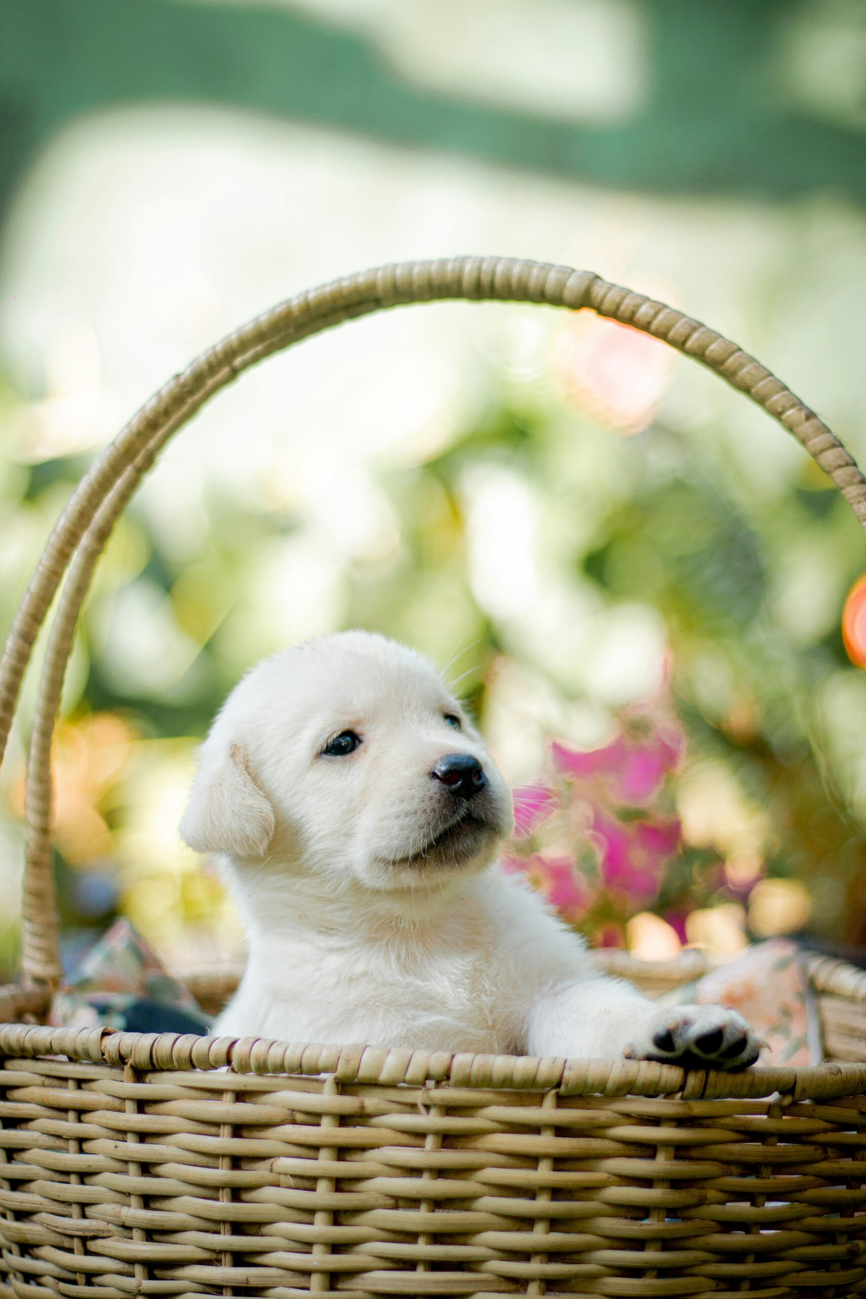 Labrador retriever puppy resting in a basket in a garden.