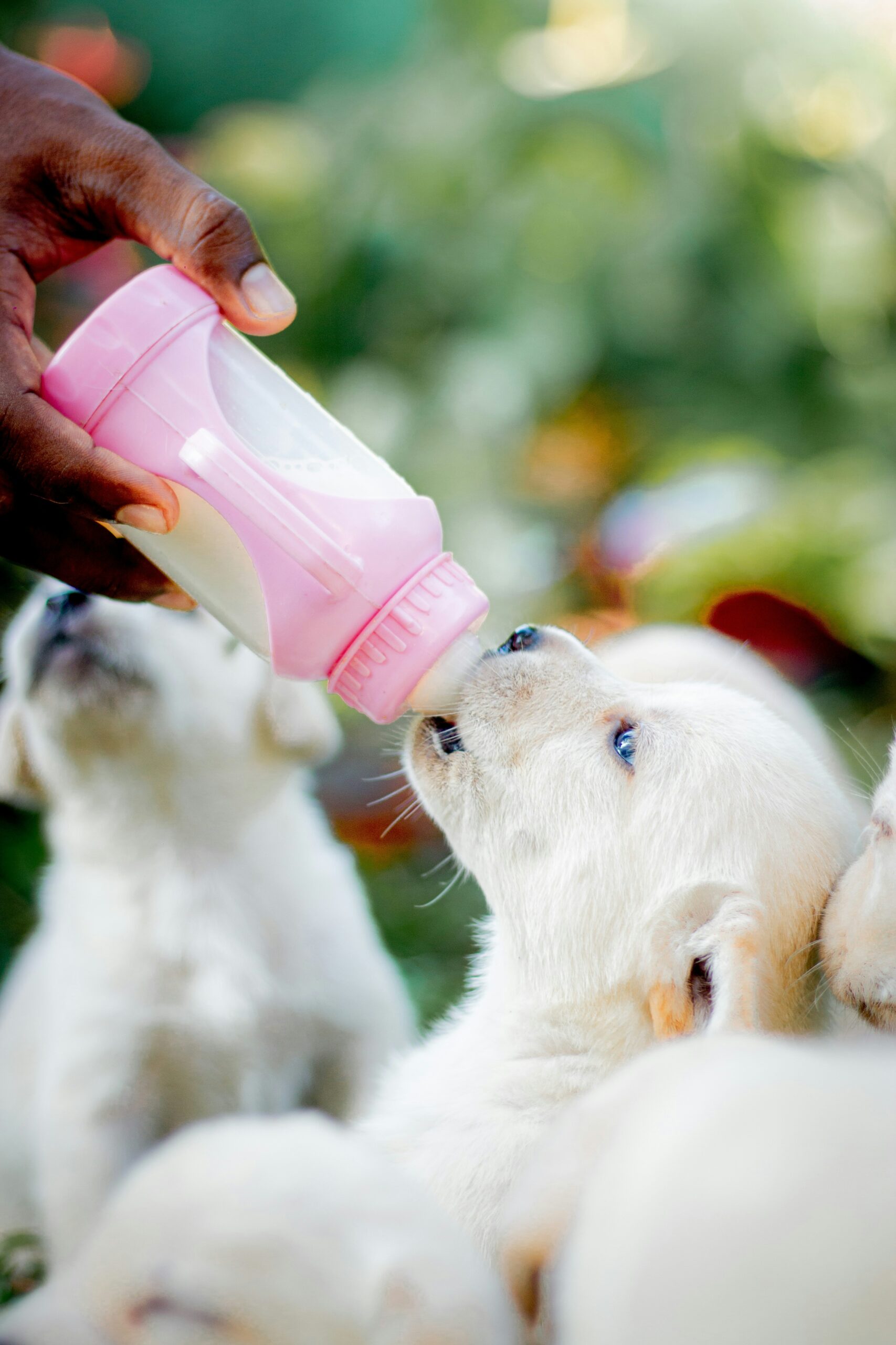Labrador retriever puppy drinking milk from a pink bottle.
