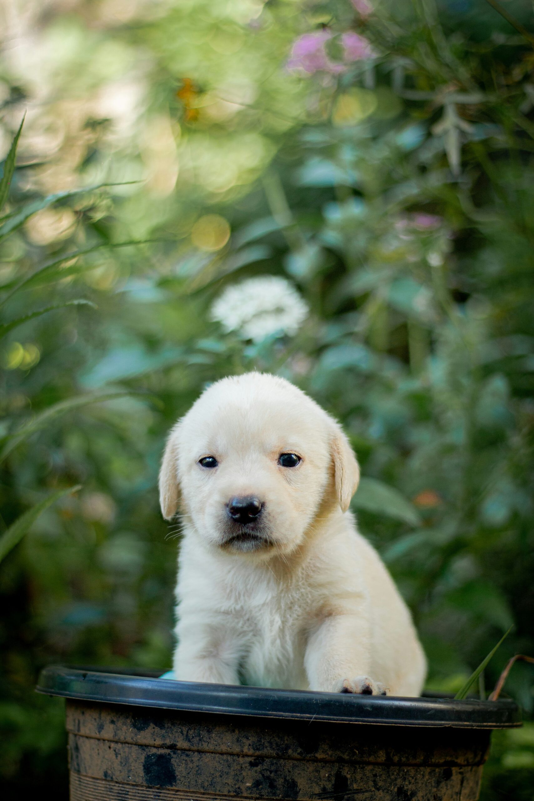 Labrador retriever puppy sitting inside a black plant pot.