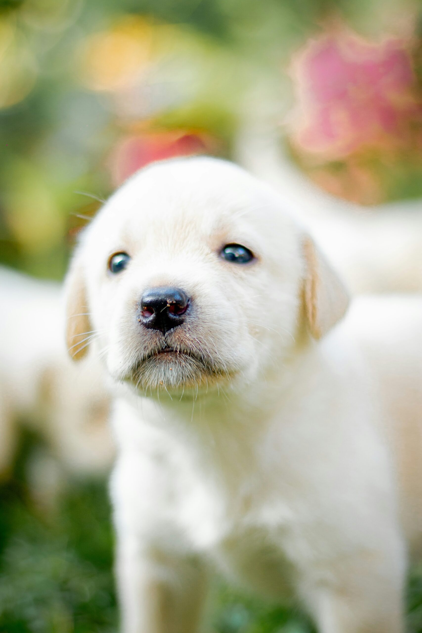Close-up of Labrador retriever puppy face with blurred background.