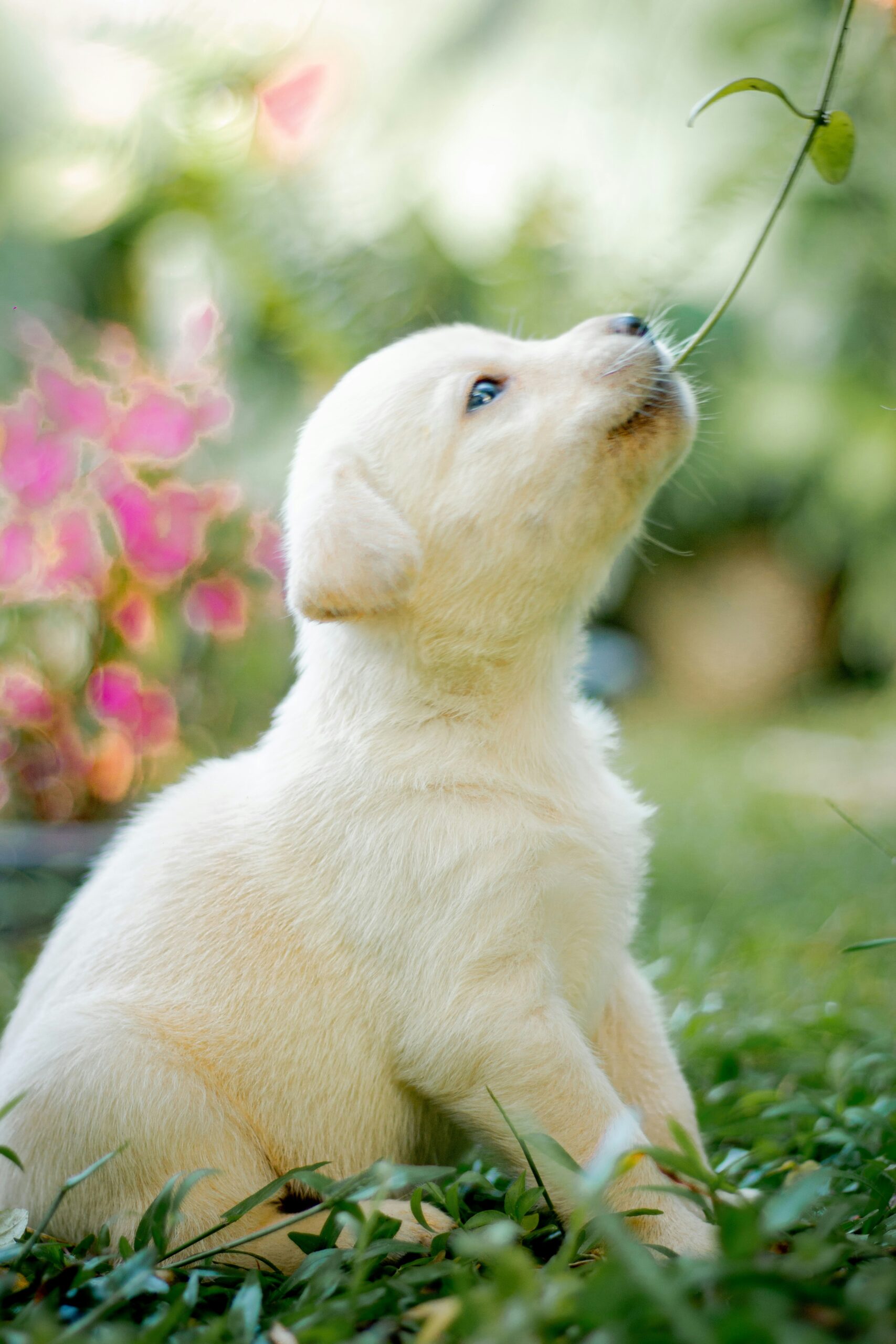 Labrador retriever puppy sniffing a green plant in a garden.