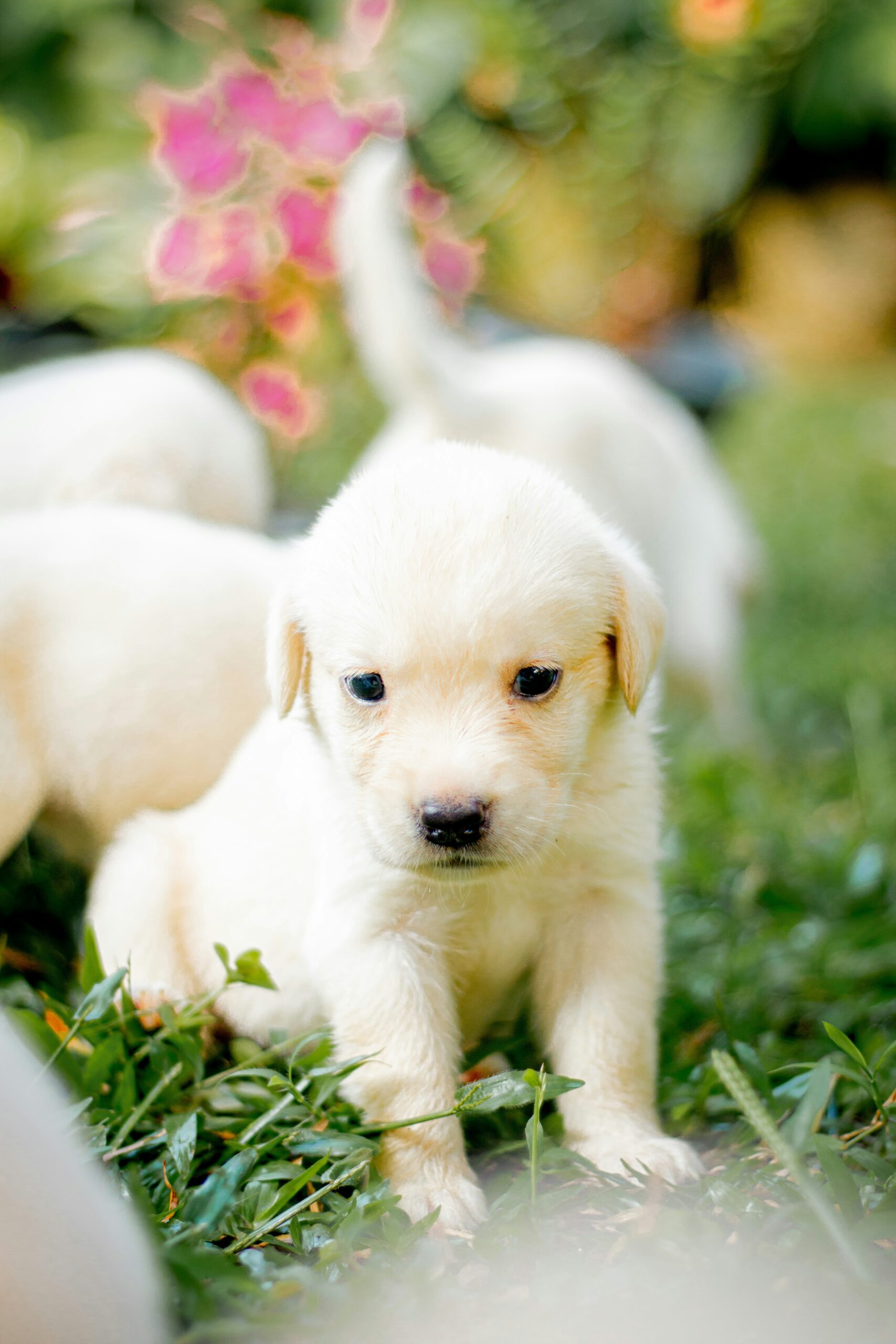 Labrador retriever puppy walking on grass with flowers in background.