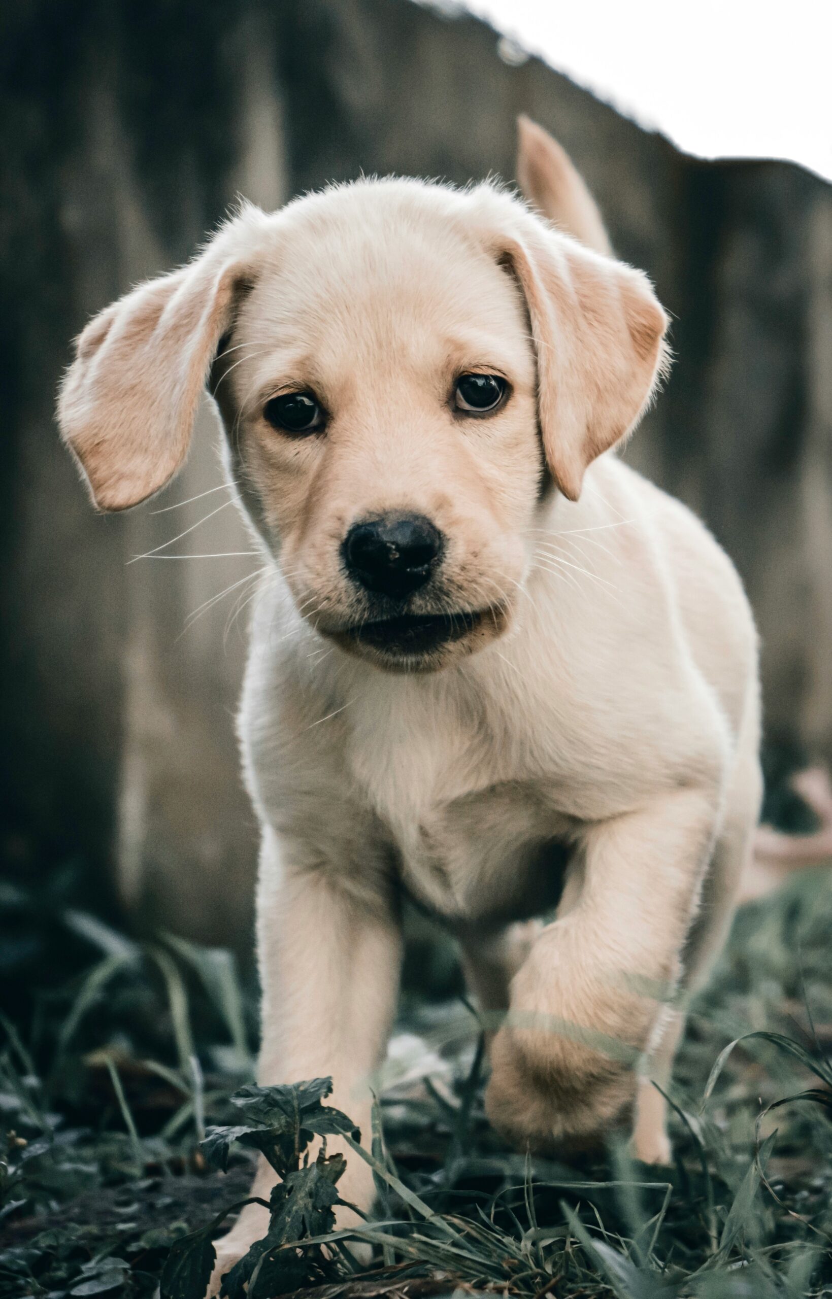 Yellow Labrador retriever puppy walking on grass.
