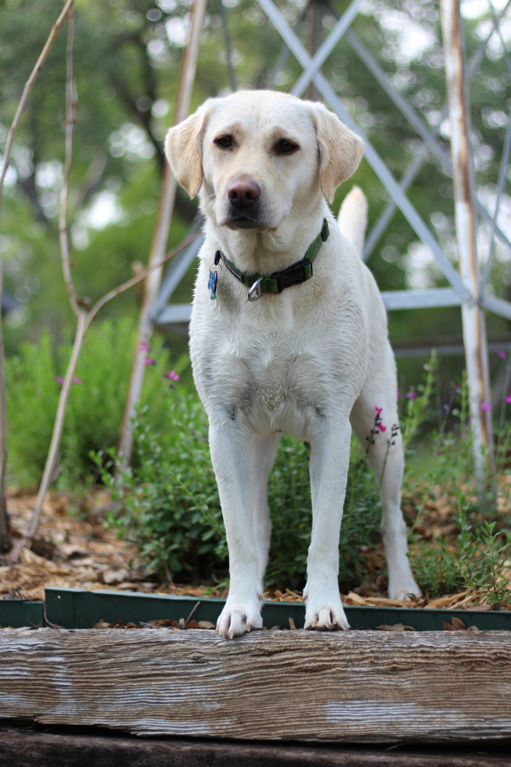 Adult Labrador retriever standing in a garden with metal structure behind.