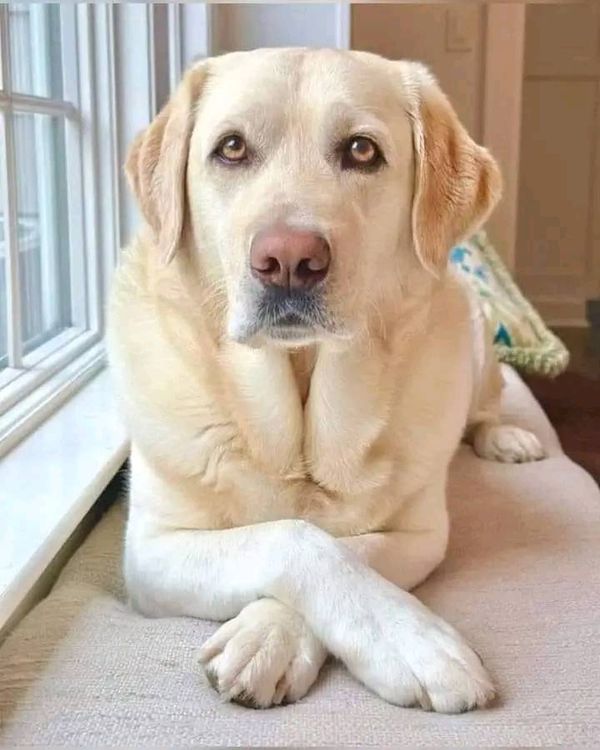 Labrador Retriever sitting by a window with crossed paws looking calm