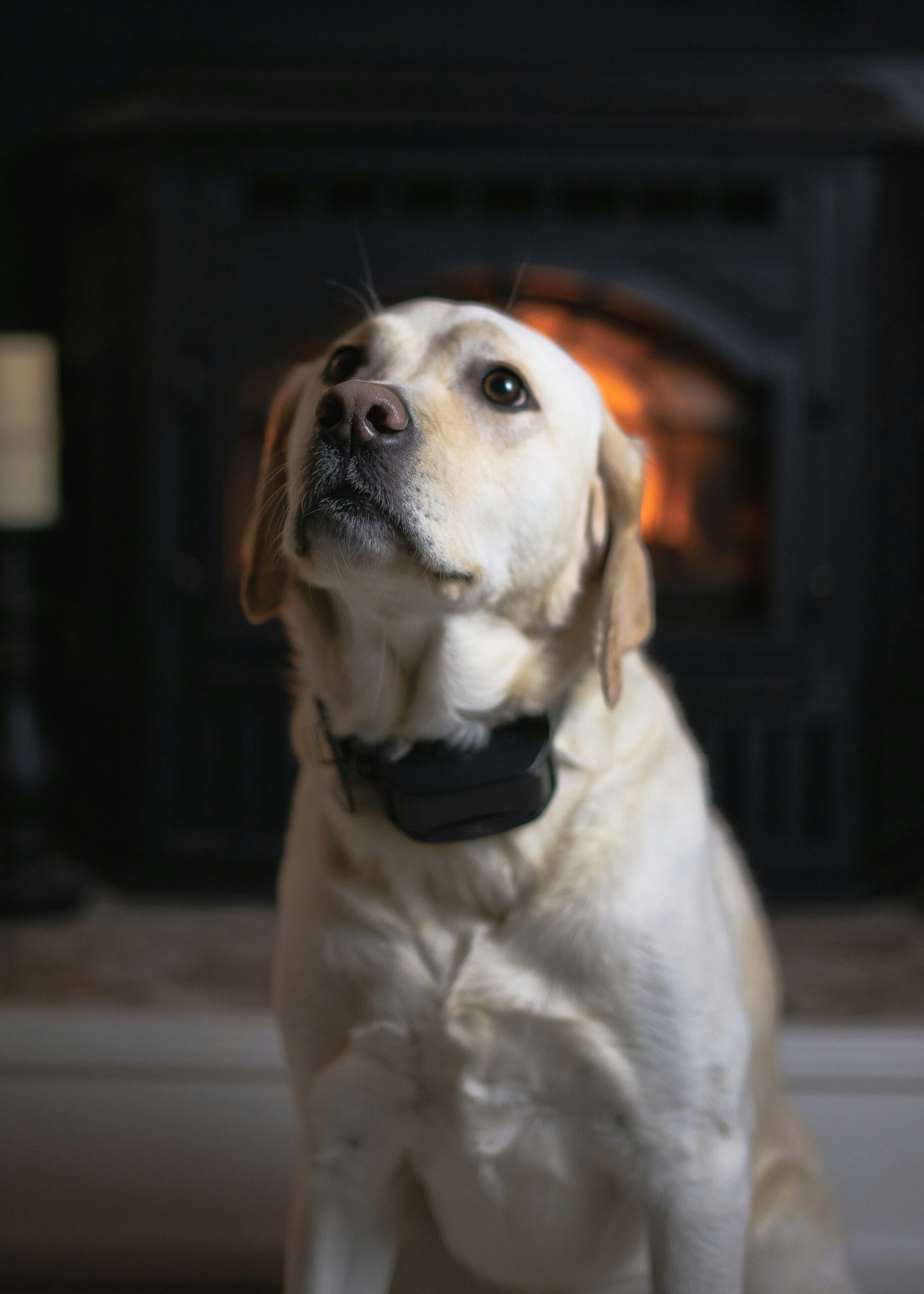 Labrador retriever sitting indoors in front of a fireplace.