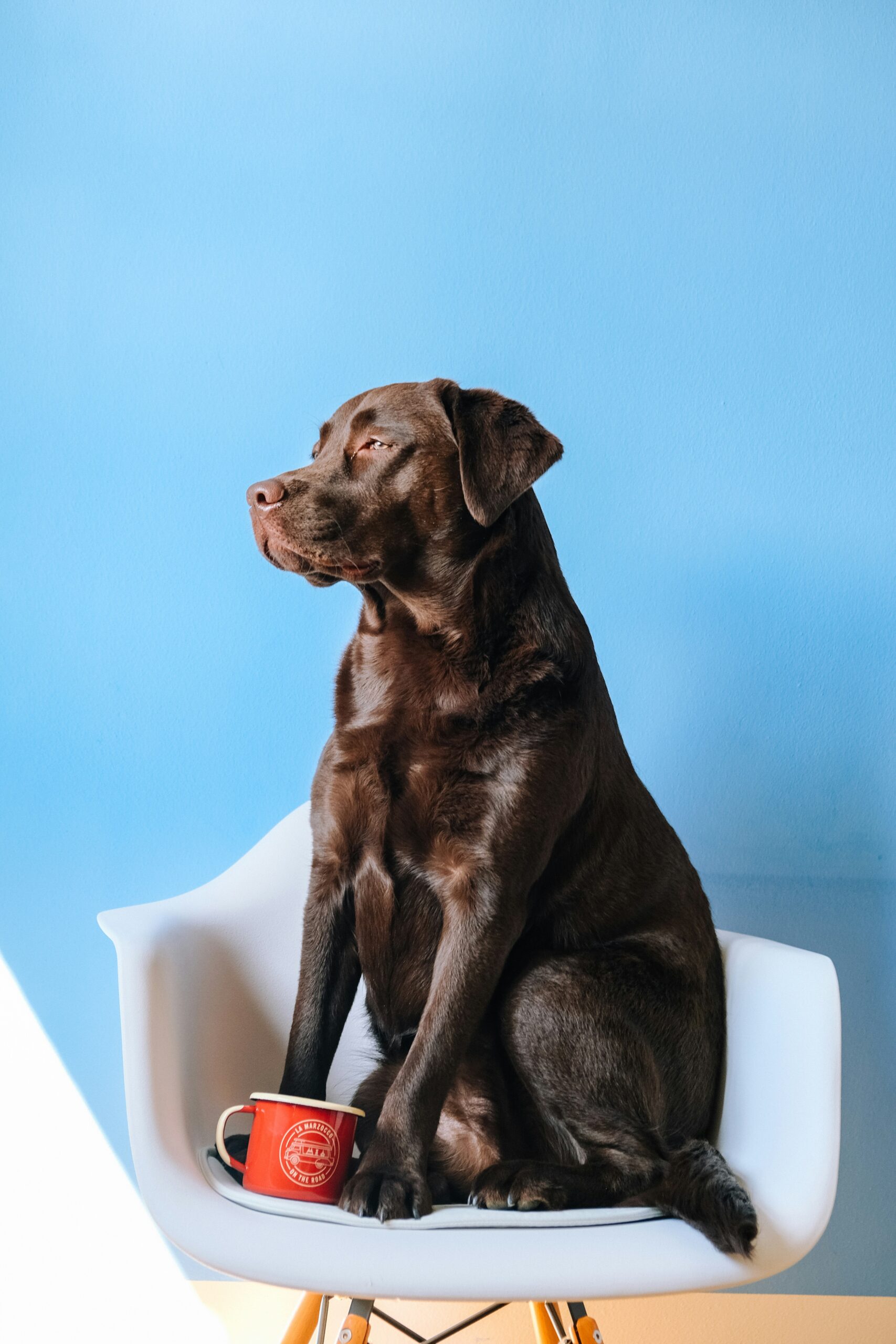 Chocolate Labrador Retriever sitting on a white chair with a red coffee mug against a blue background
