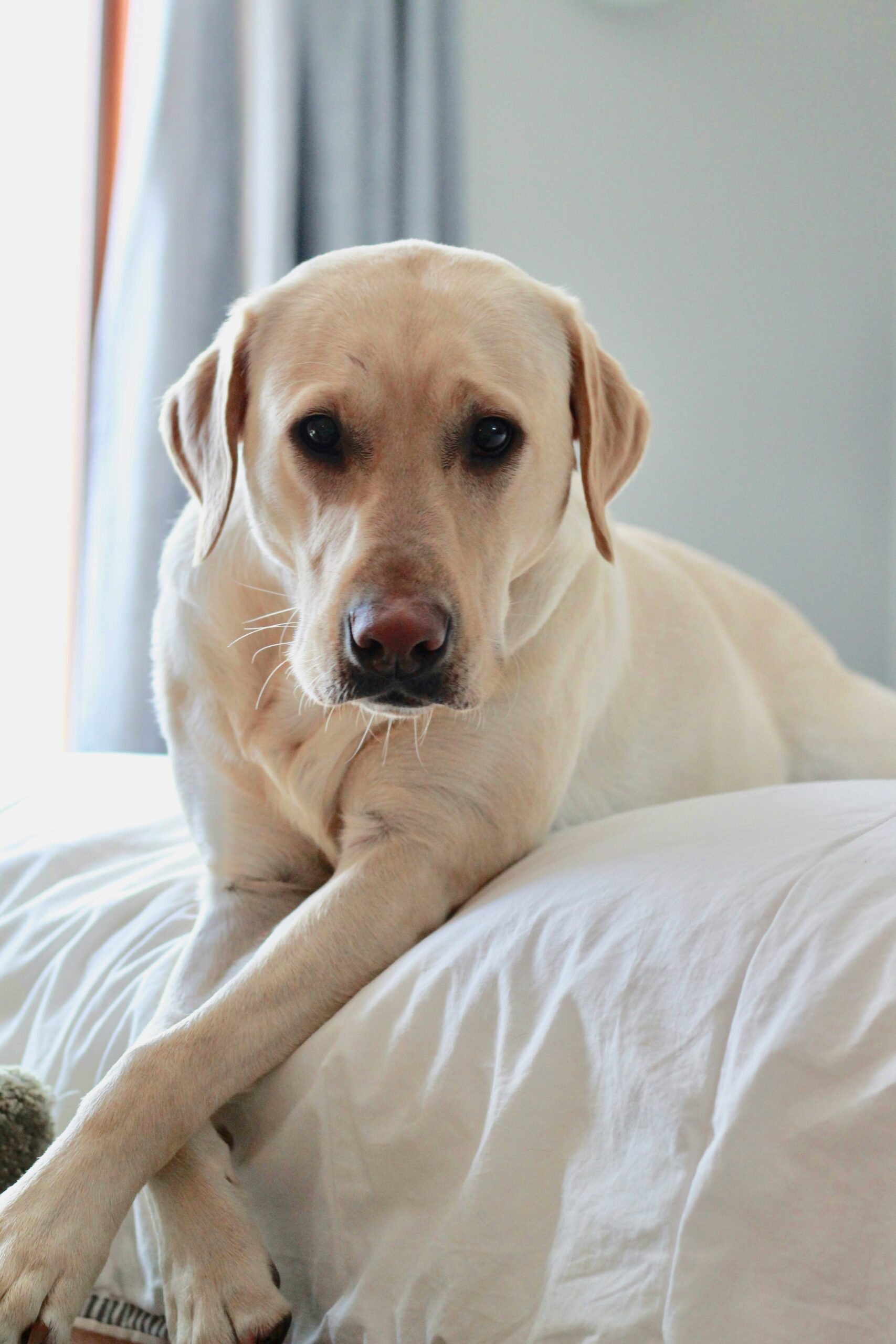 Yellow Labrador Retriever lying on a bed with white sheets, looking directly at the camera