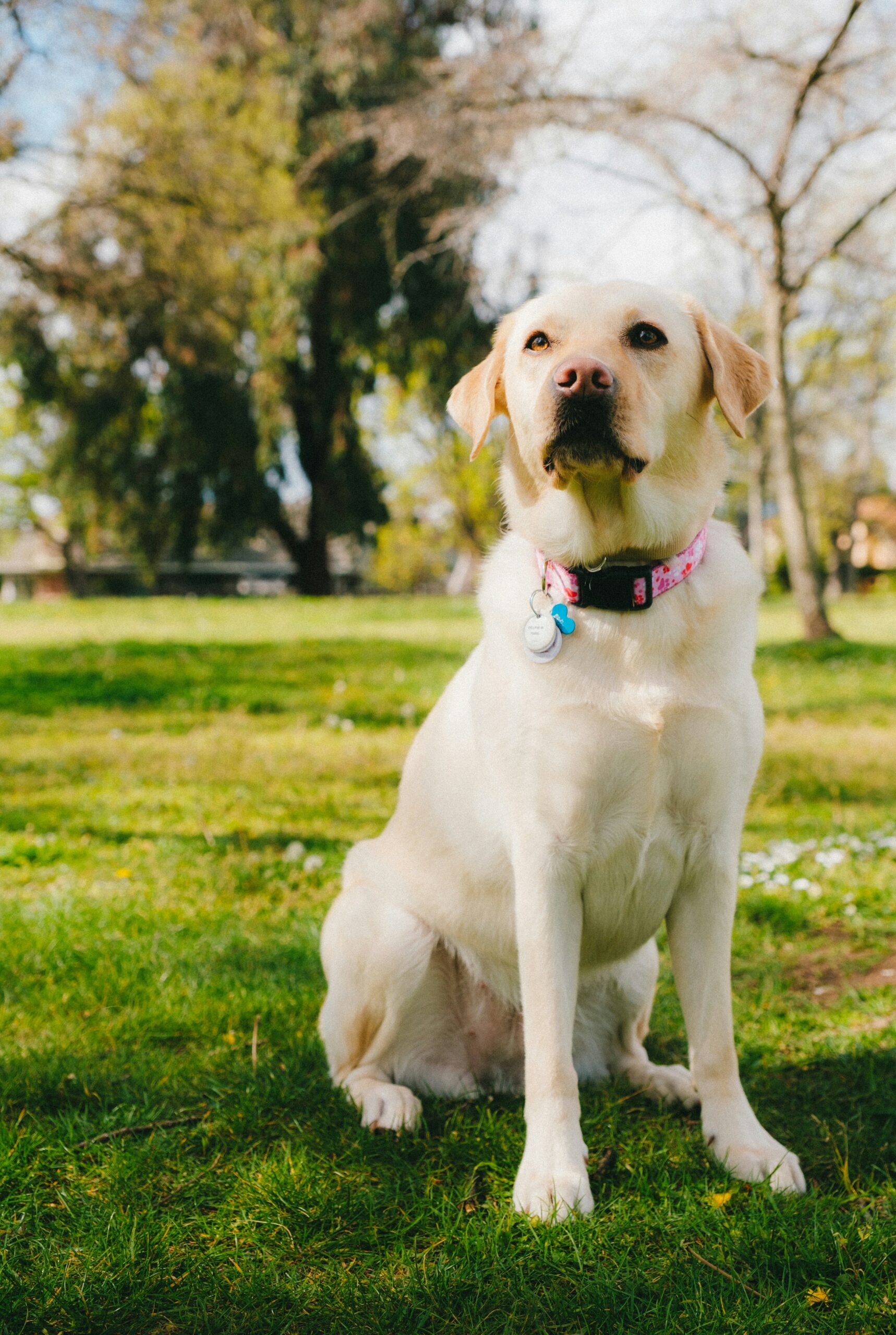 Yellow Labrador Retriever sitting attentively on green grass in a sunny park