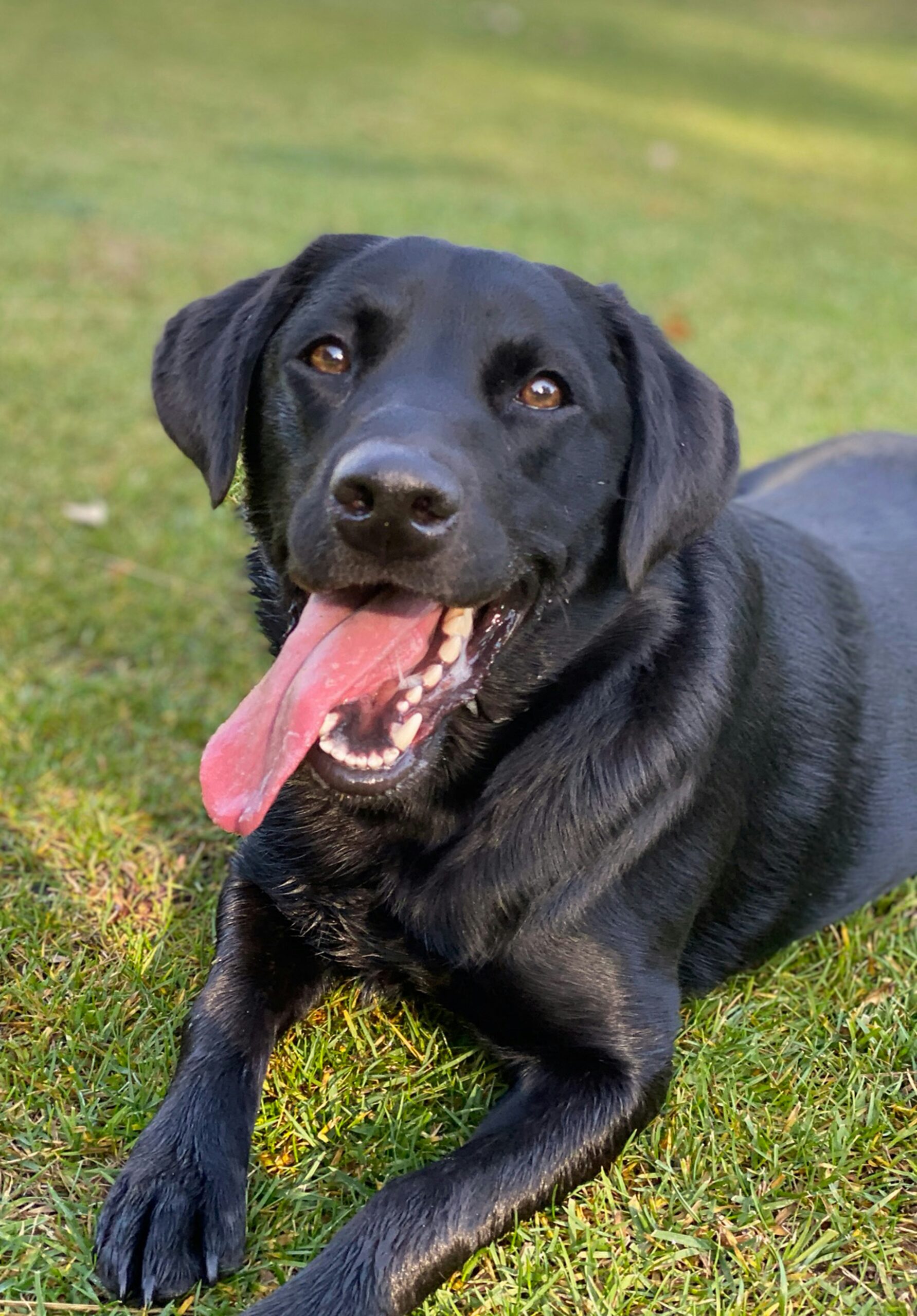 Black Labrador Retriever lying on grass with tongue out and smiling happily