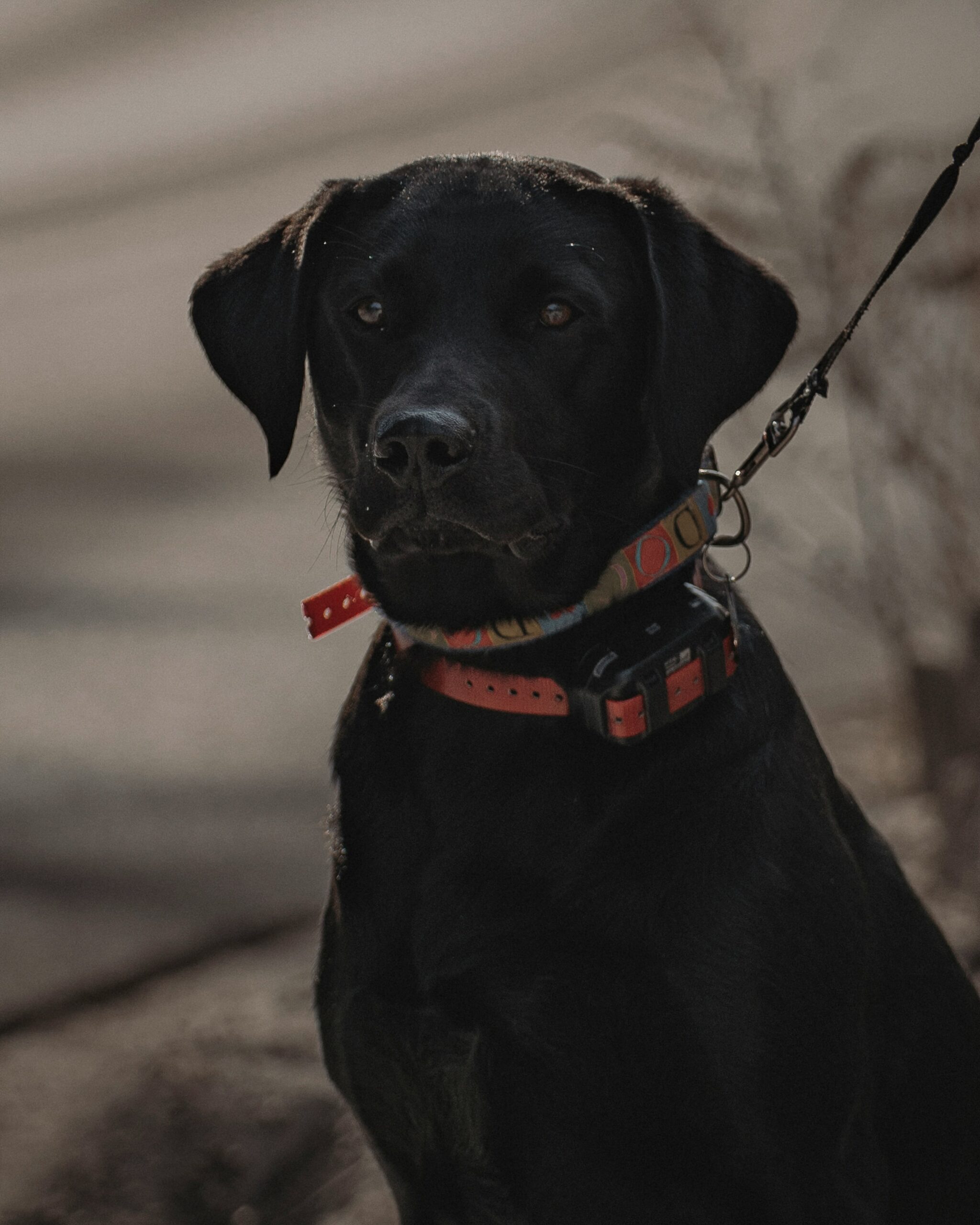 Black Labrador Retriever sitting with a colorful collar and leash in a shaded outdoor setting