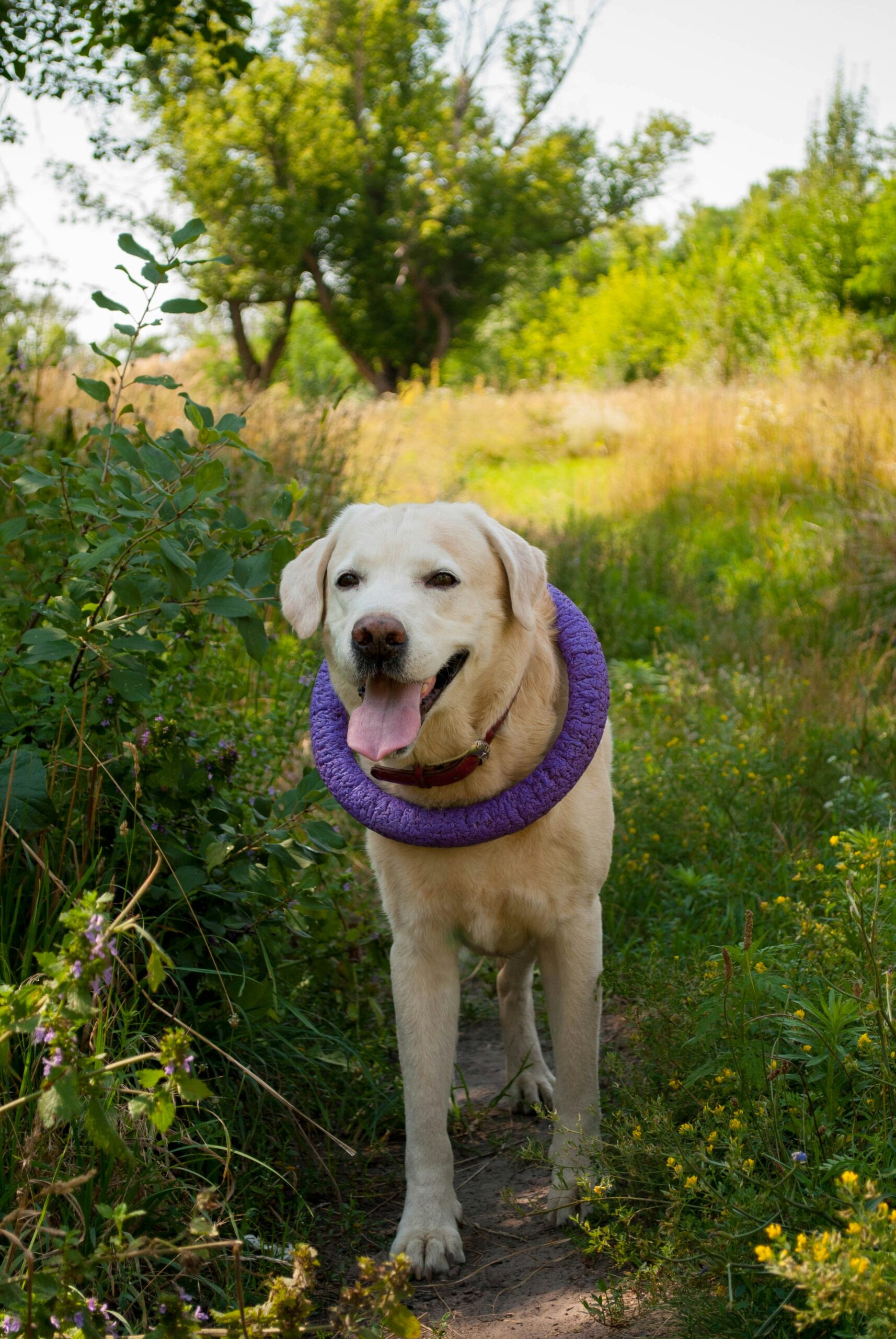 Senior Yellow Labrador Retriever standing on a trail with a purple toy ring around its neck