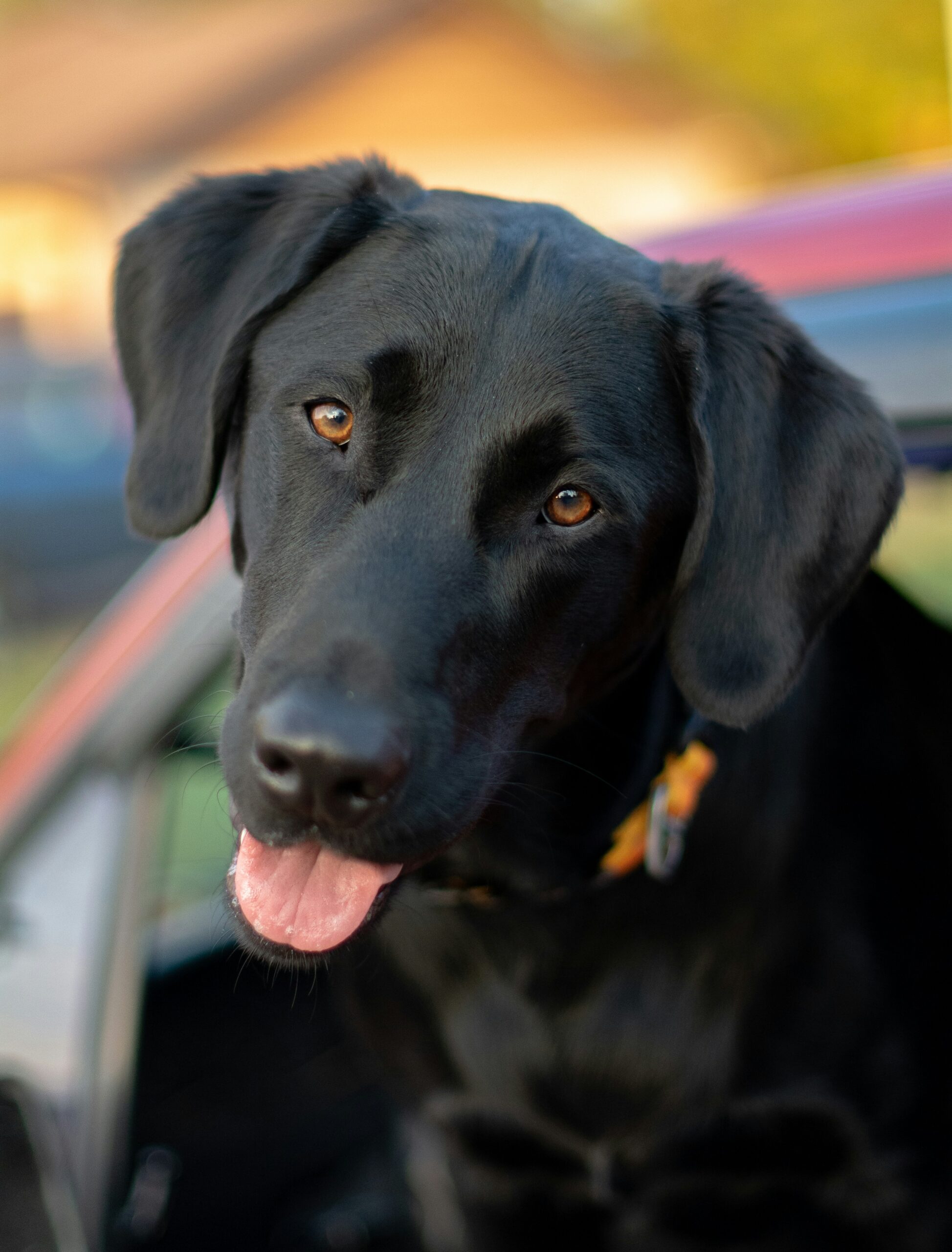 Black Labrador Retriever poking its head out of a car window, looking playful