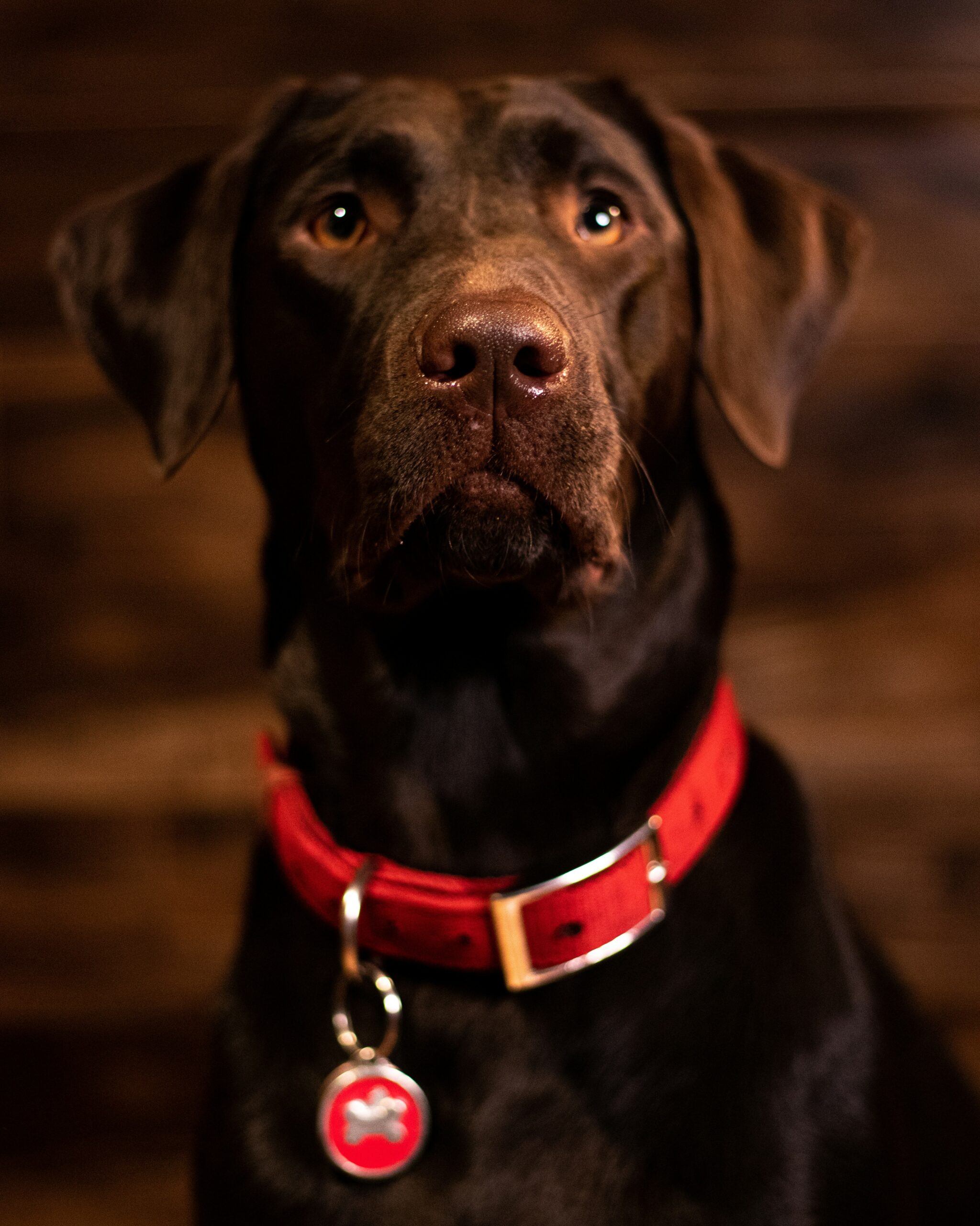 Chocolate Labrador Retriever with a red collar sitting indoors against a dark wooden background