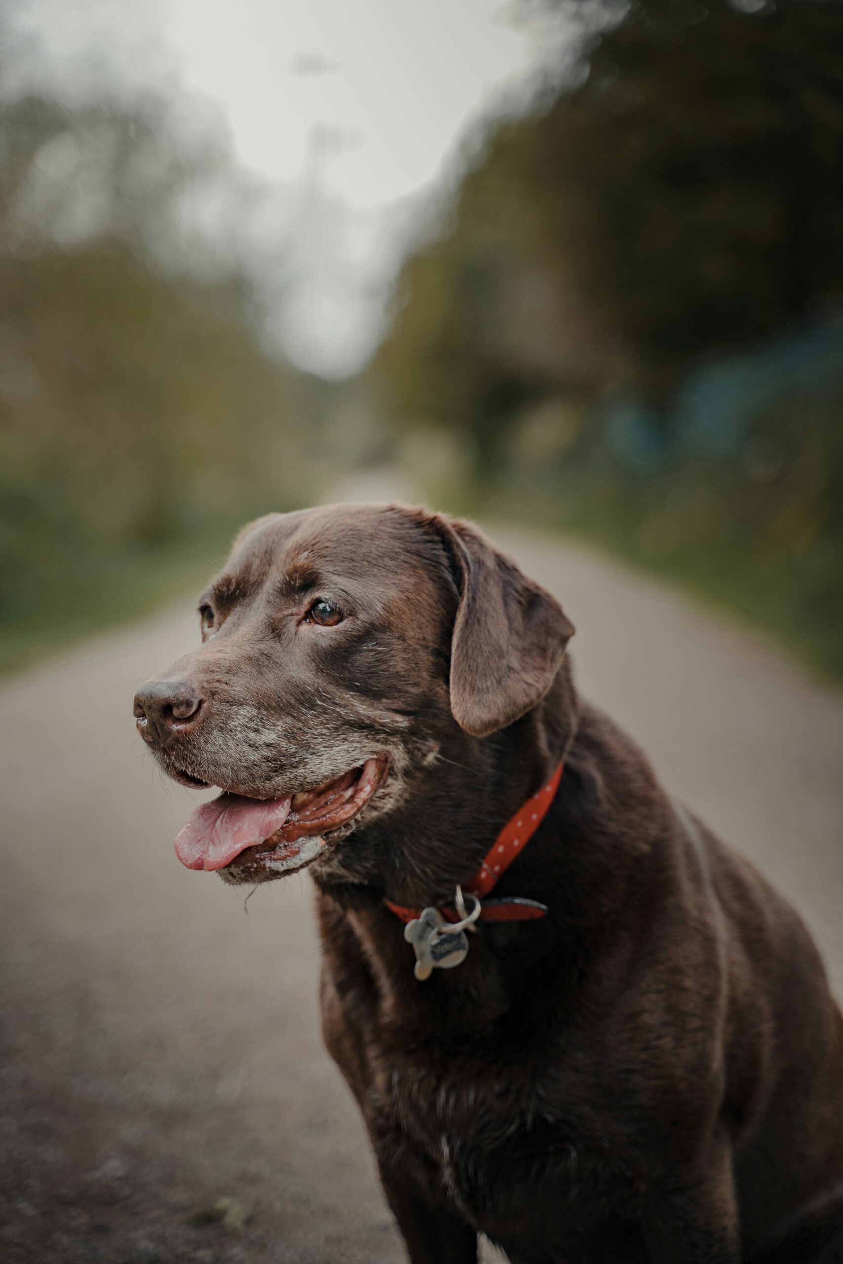 Senior Chocolate Labrador Retriever with a red collar smiling on a nature trail