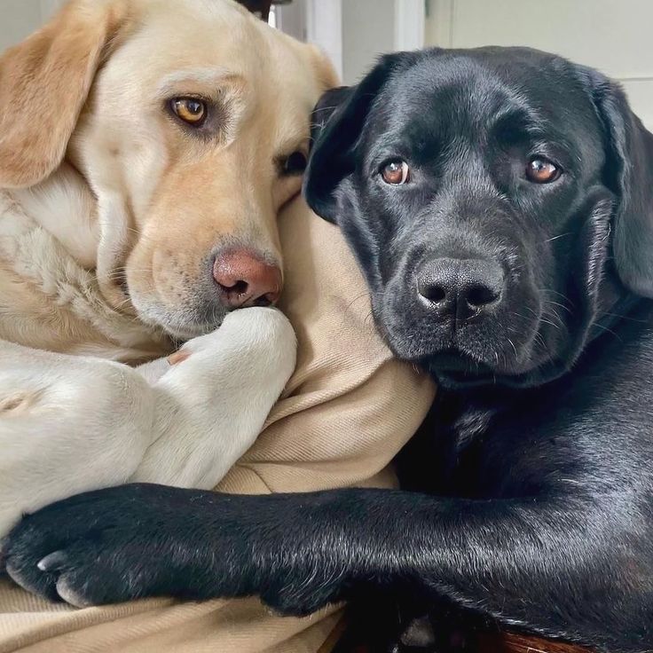 Black Labrador resting its head on a yellow Labrador's head in a playful pose