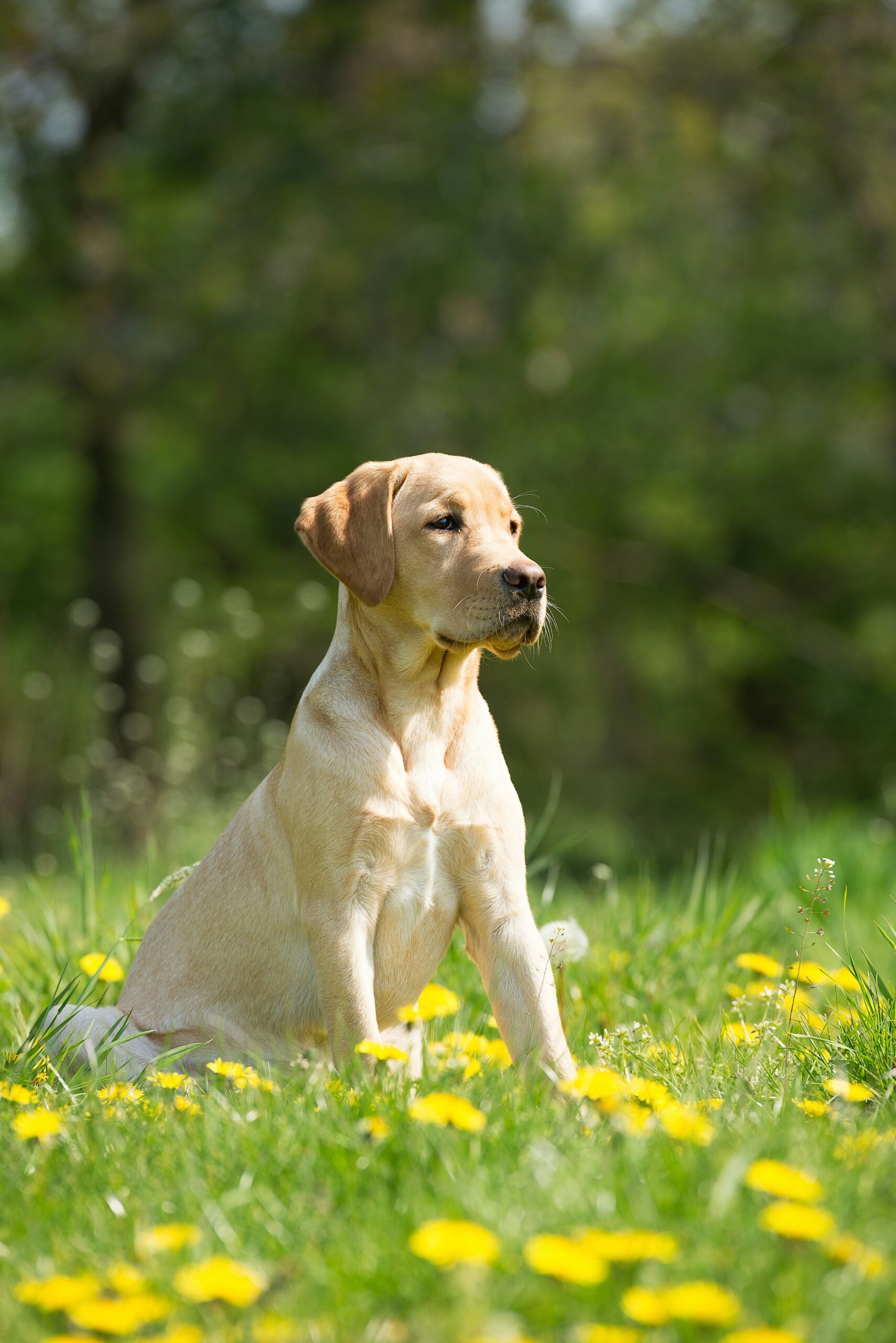 Young Yellow Labrador Retriever sitting on green grass among yellow dandelions