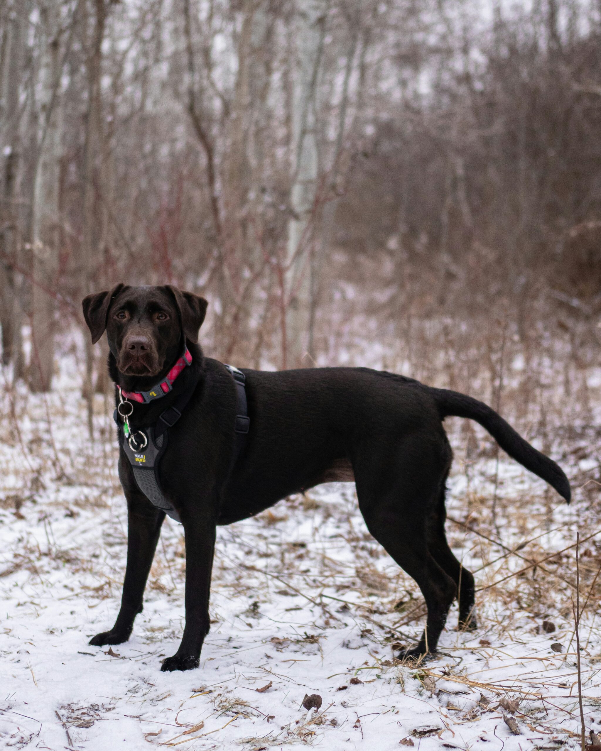 Chocolate Labrador Retriever standing on snowy trail surrounded by winter trees