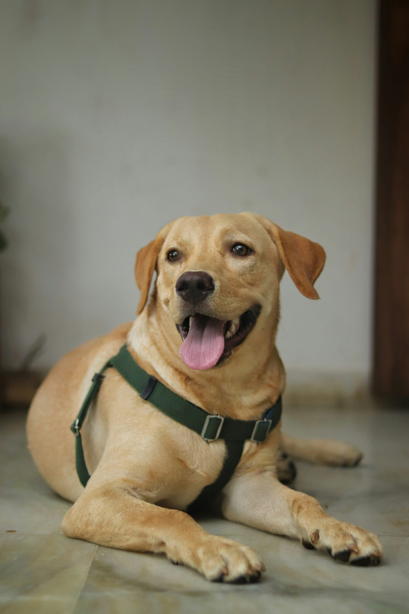 Yellow Labrador Retriever with green harness lying on the floor indoors, tongue out