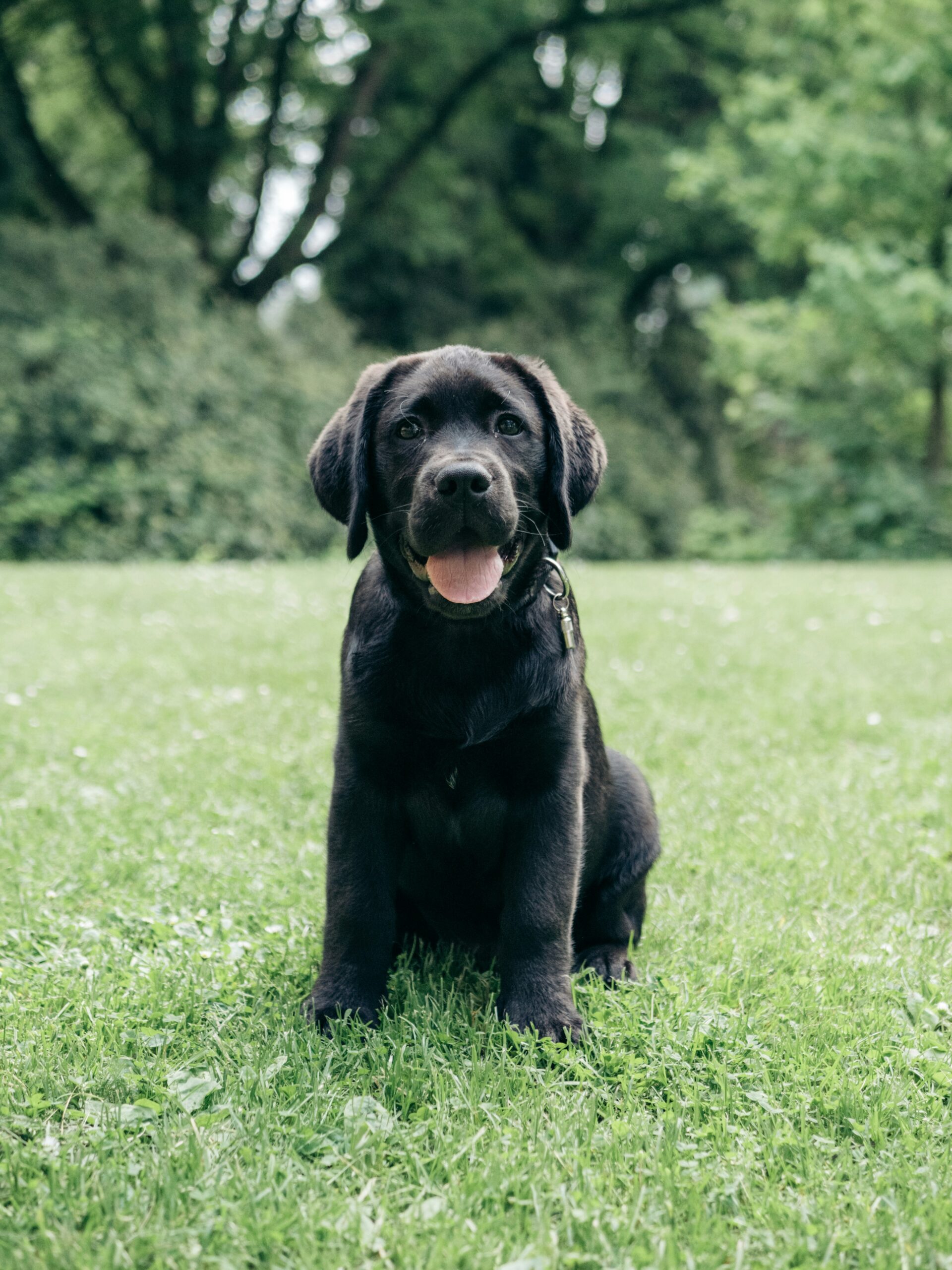 Black Labrador Retriever puppy sitting on green grass with trees in background