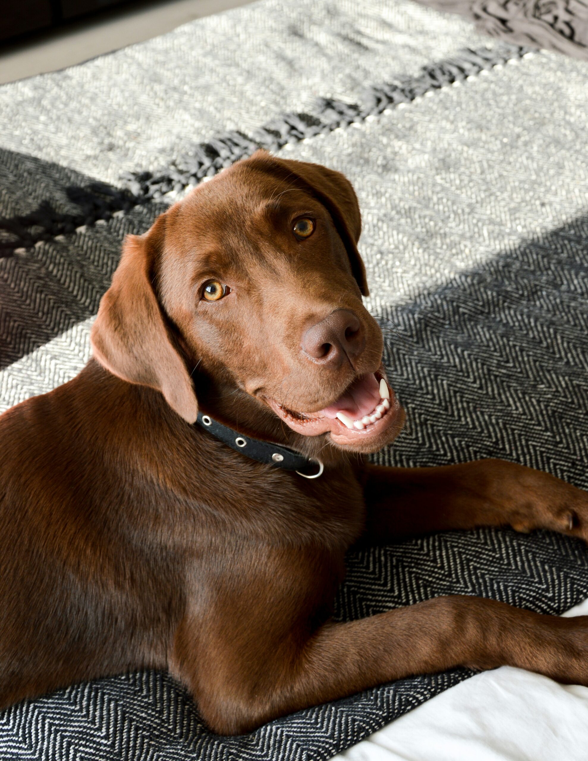 Chocolate Labrador Retriever lying on gray blanket, looking up with a happy expression