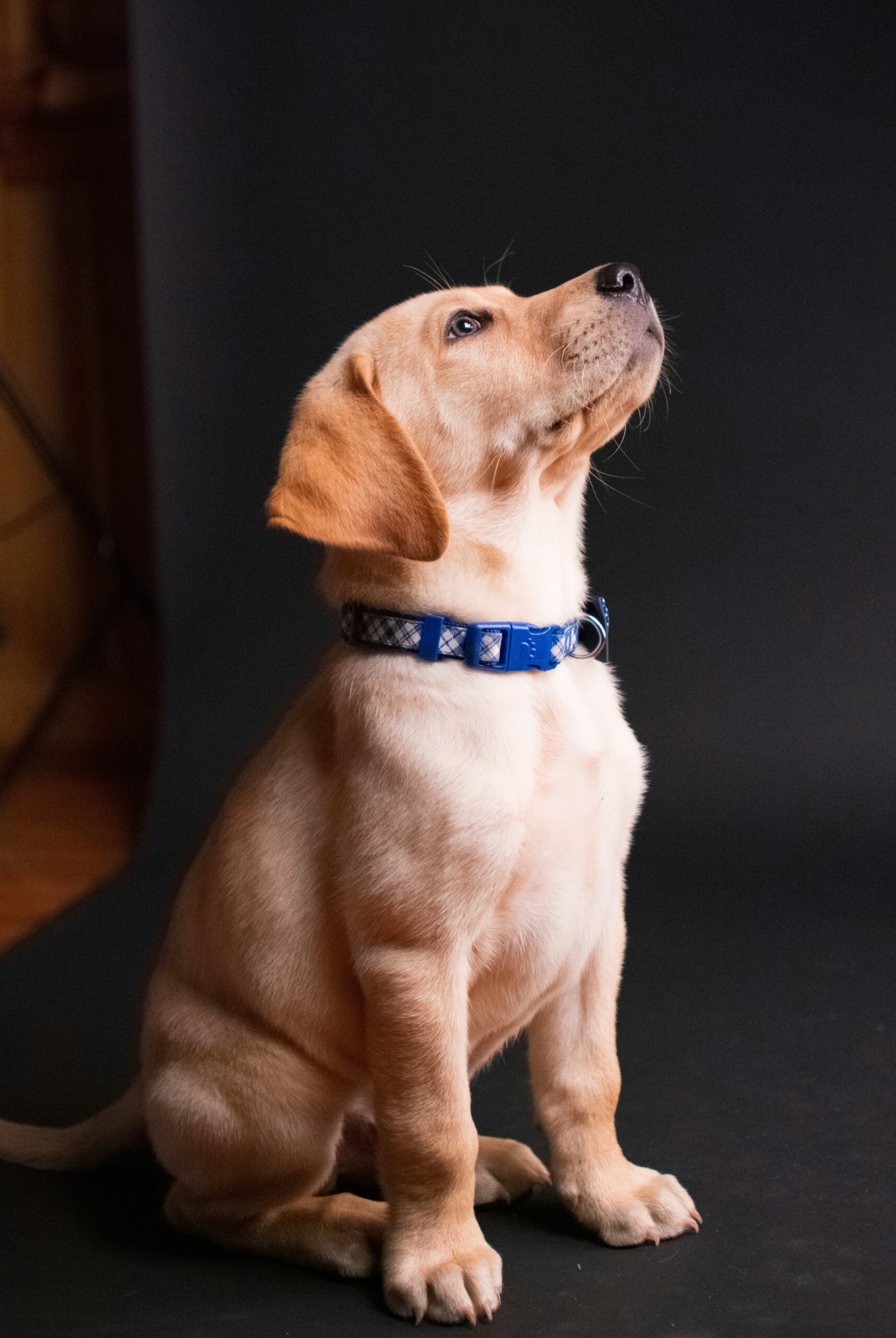 Yellow Labrador Retriever puppy sitting on dark background with a blue collar