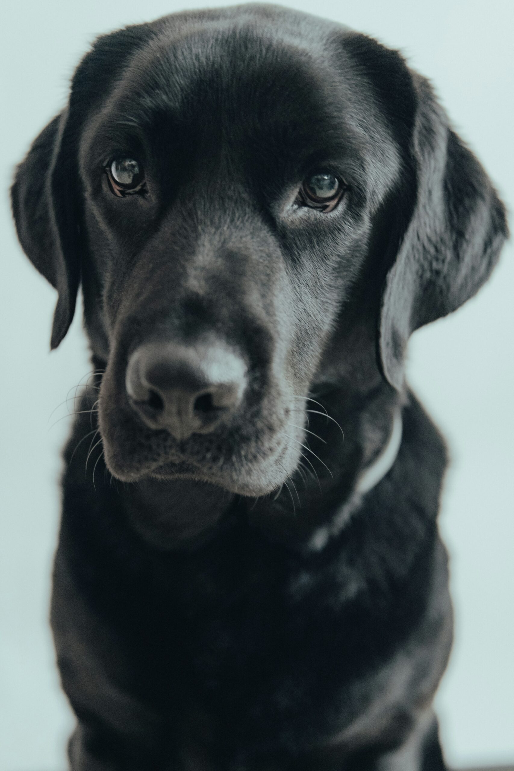 Close-up of black Labrador Retriever with a serious expression, light background