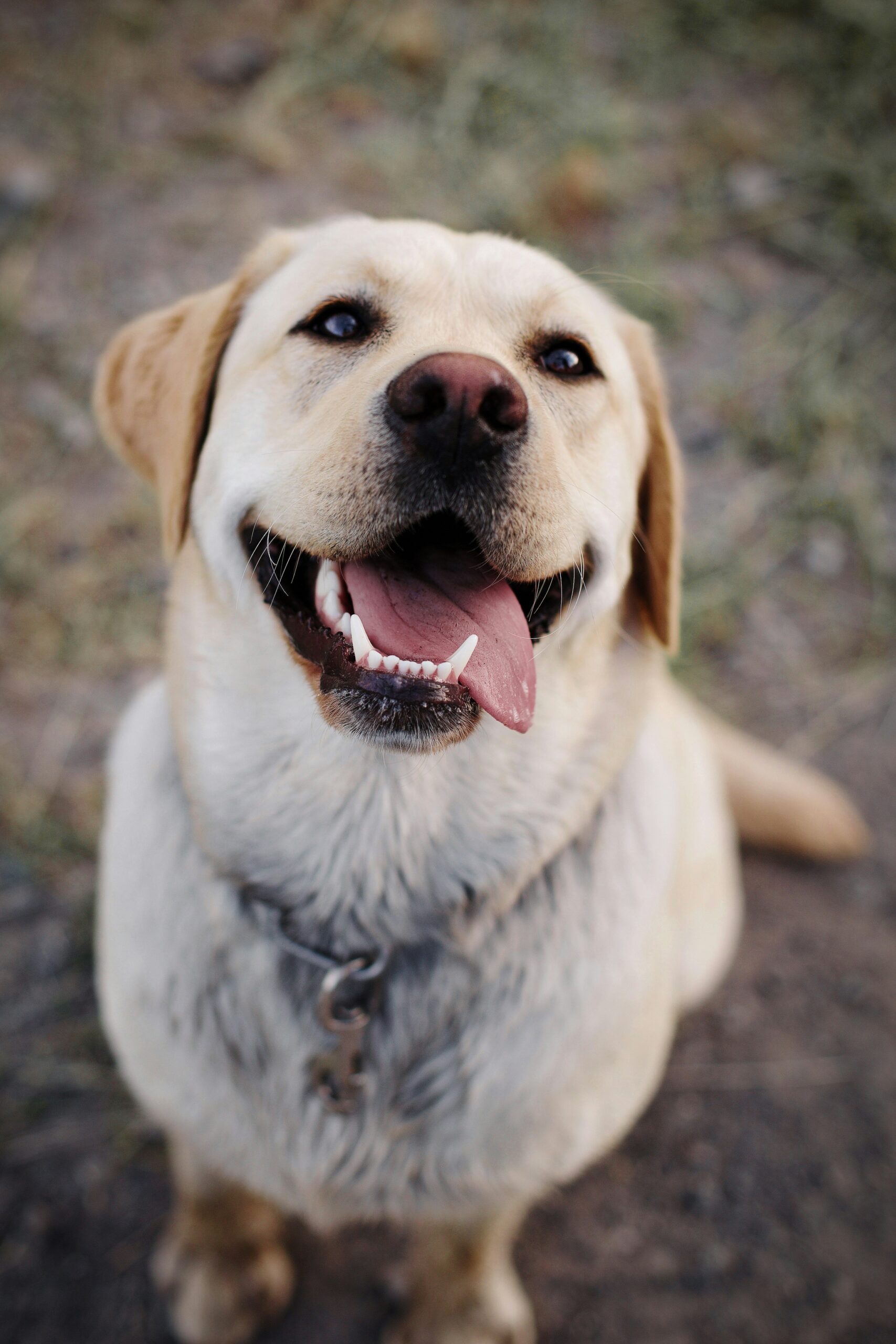 Yellow Labrador Retriever smiling with tongue out, sitting on gravel path