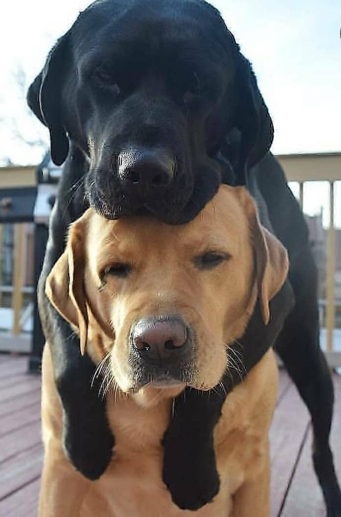 Yellow Labrador and black Labrador cuddling together on a couch