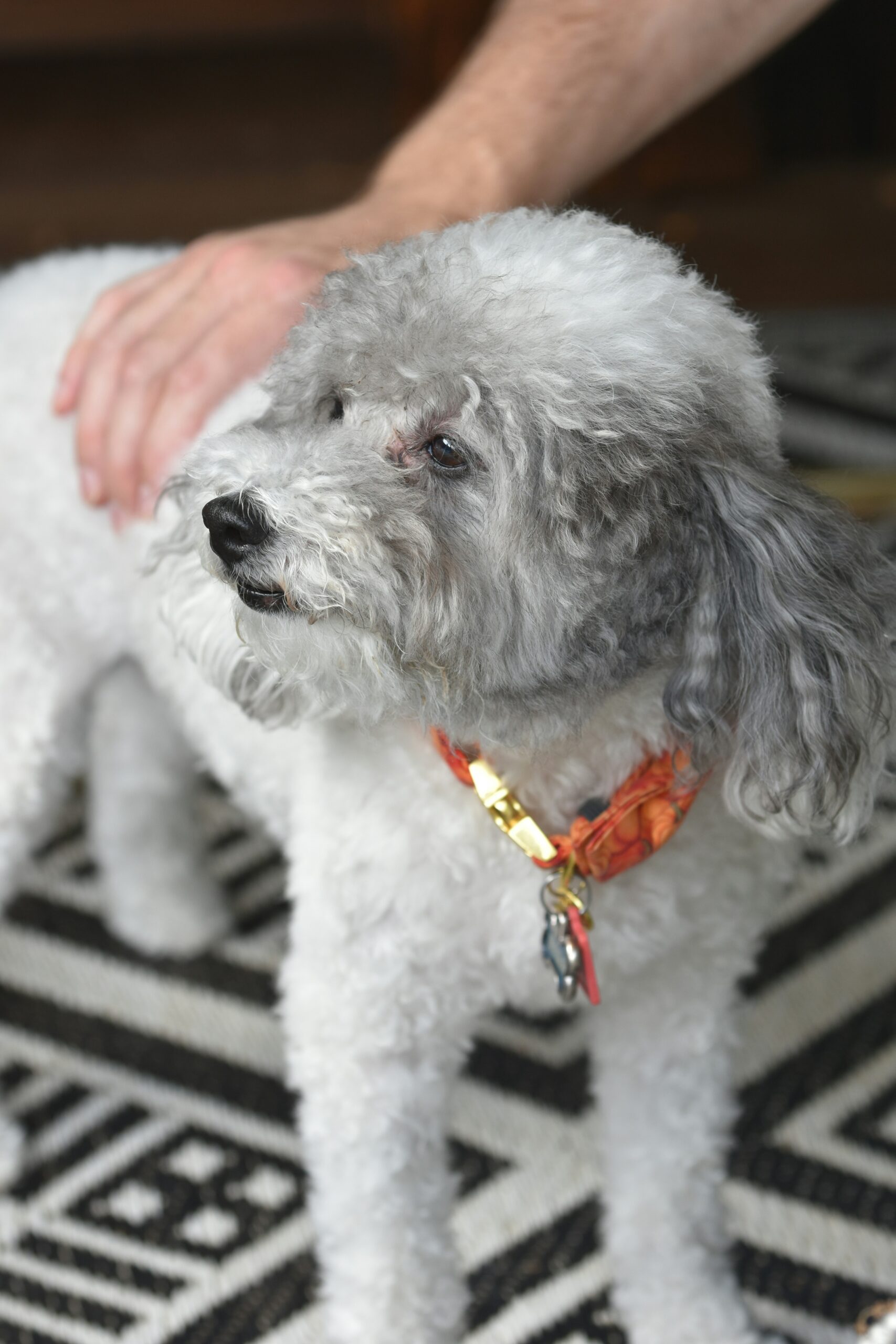 Adorable gray and white poodle getting petted on a stylish black and white rug.