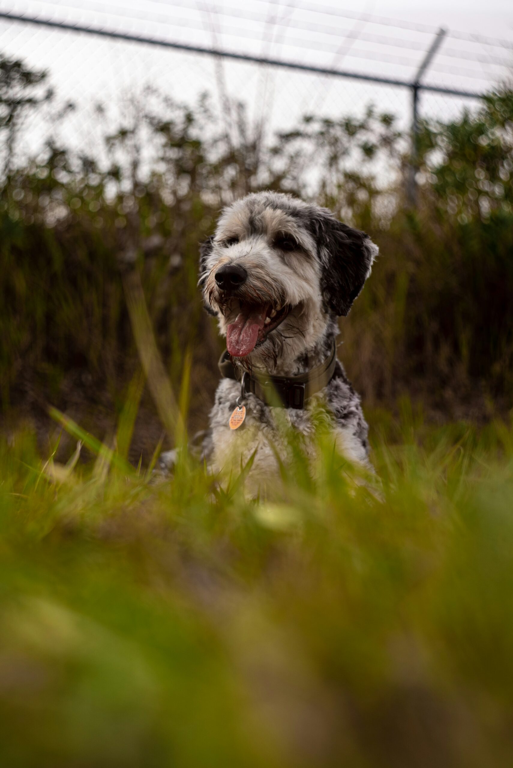 Black and white poodle resting in a grassy field near a fence.