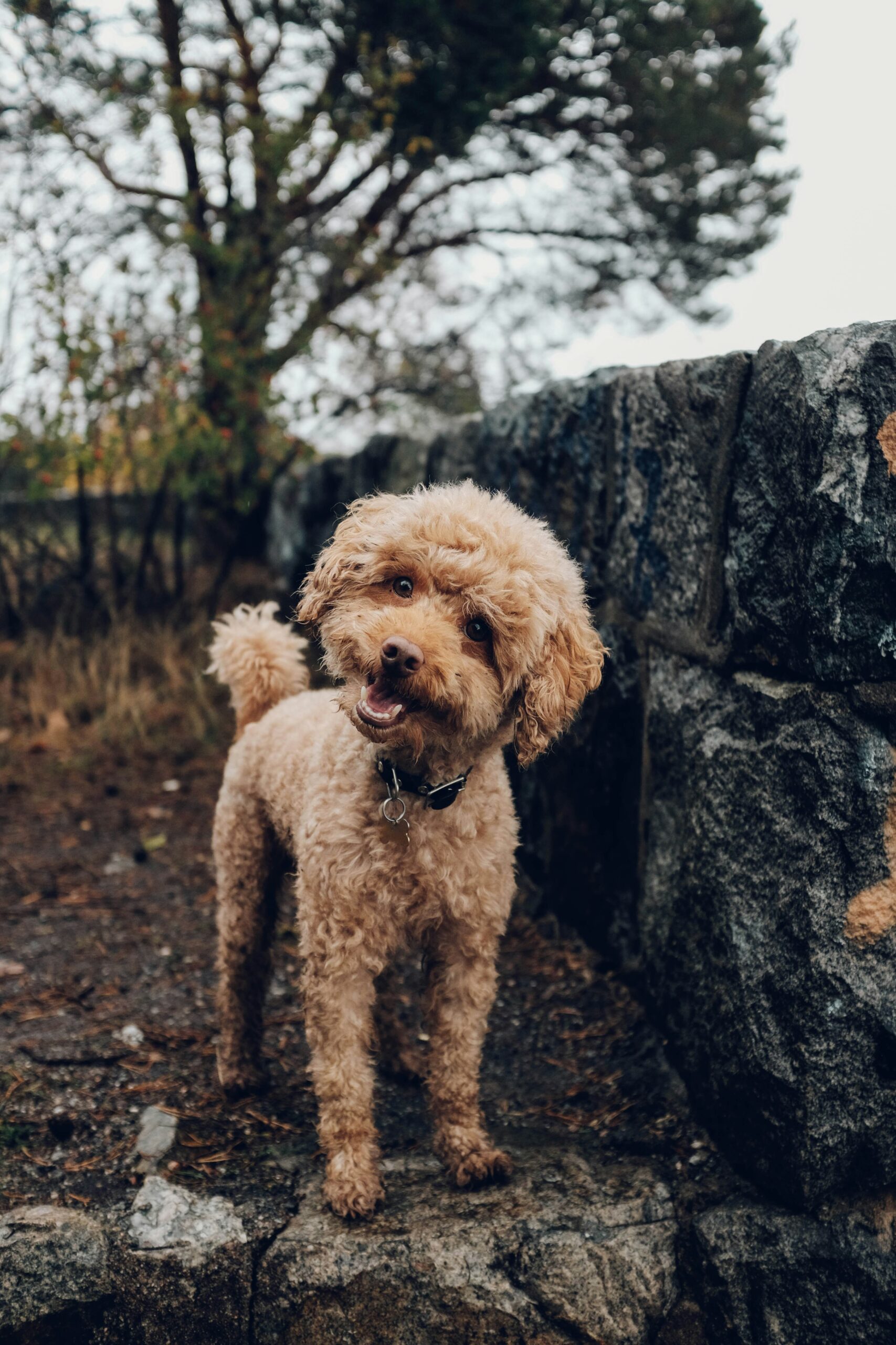 Apricot poodle standing outdoors near a stone wall, tilting its head curiously.
