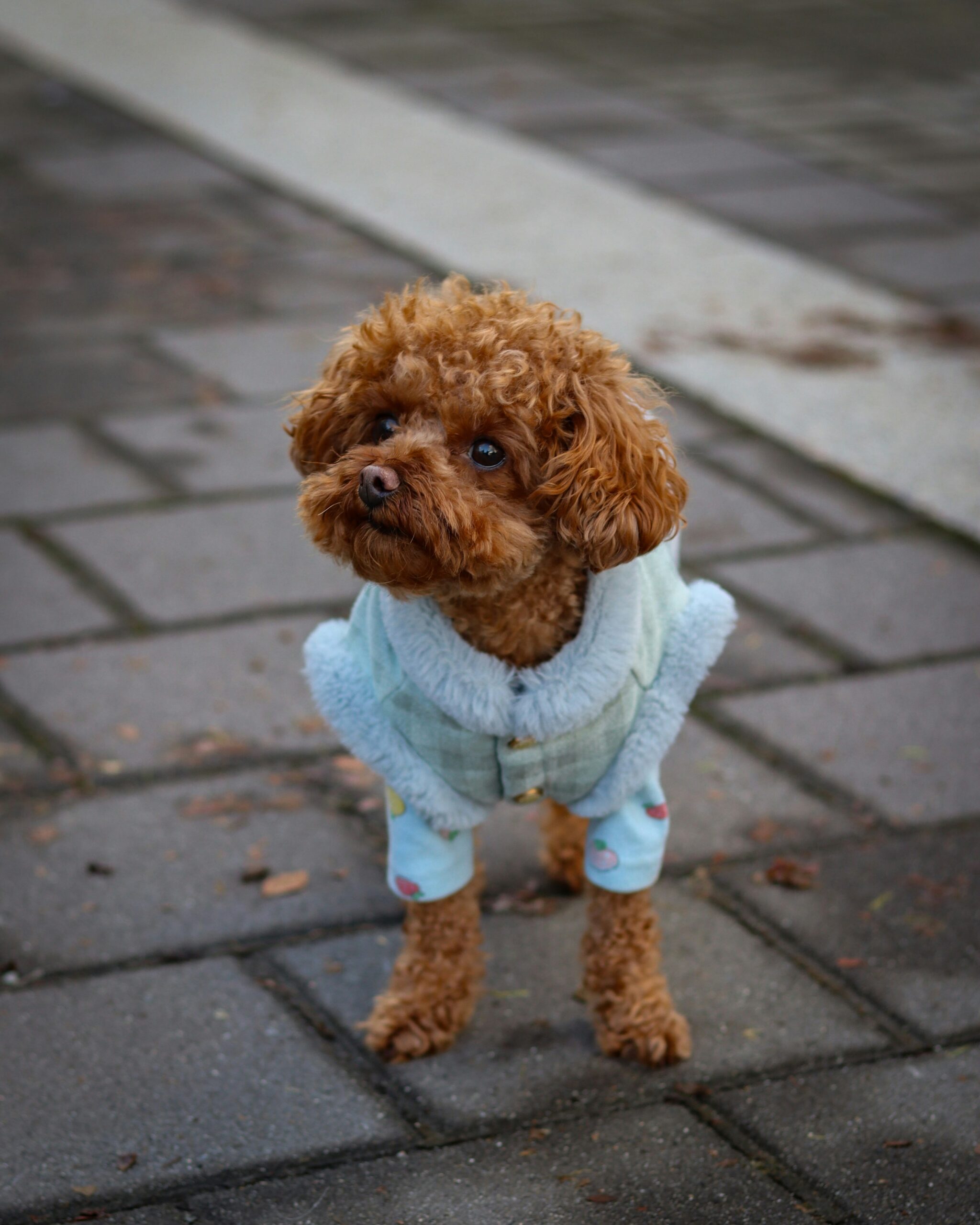 Toy poodle in a blue coat standing on a paved sidewalk.