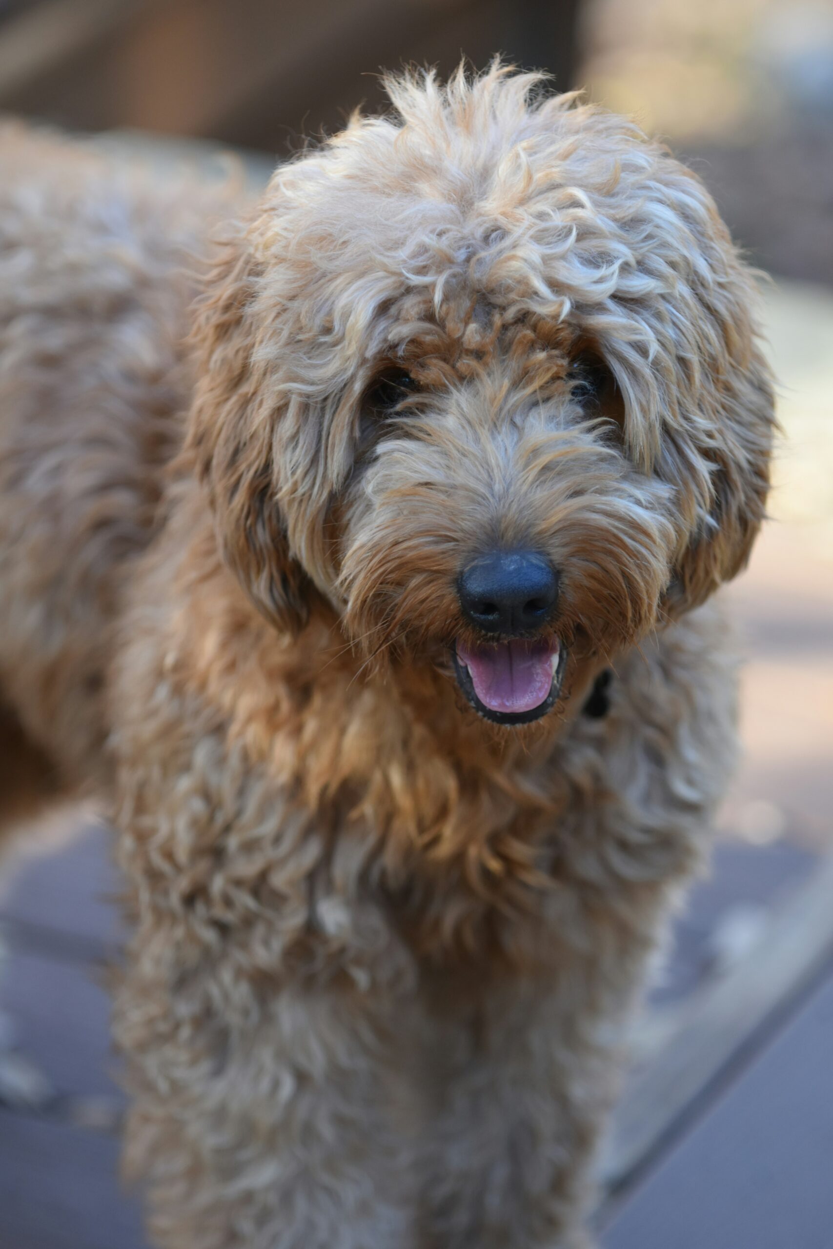Golden doodle with thick curly fur smiling outdoors.