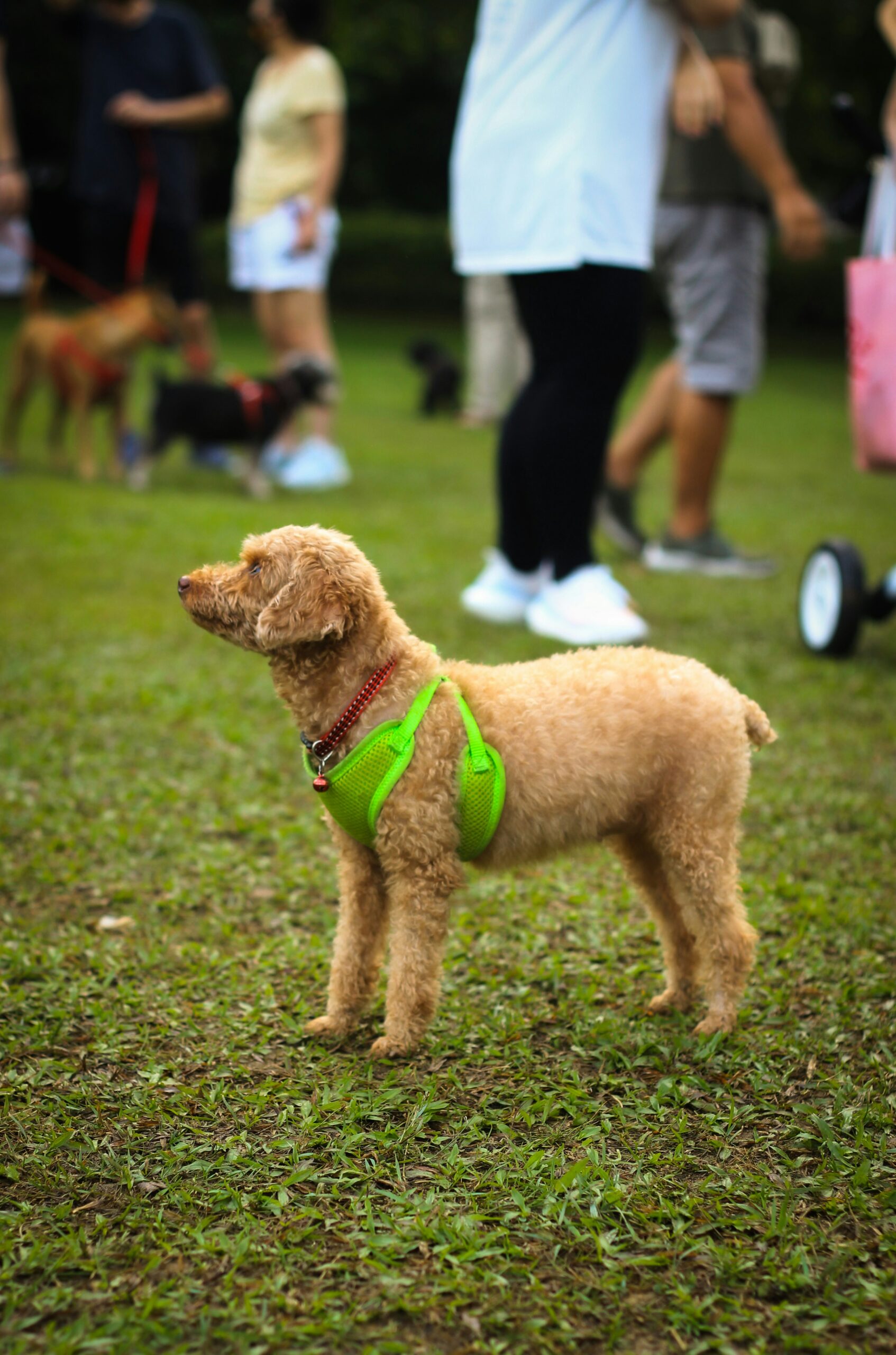 Miniature poodle in a green harness standing on grass at a dog event.