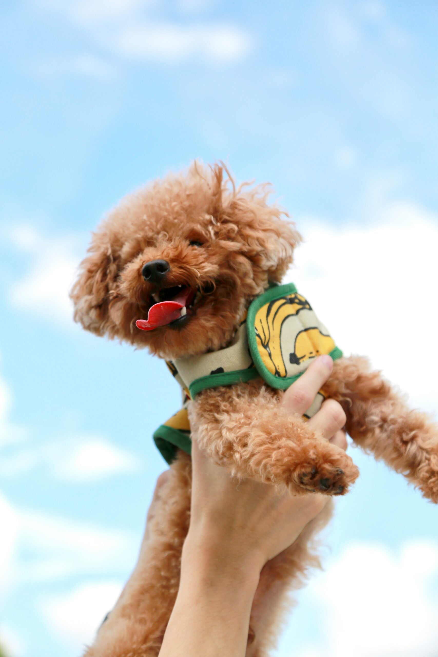 Toy poodle lifted in the air against a bright blue sky.