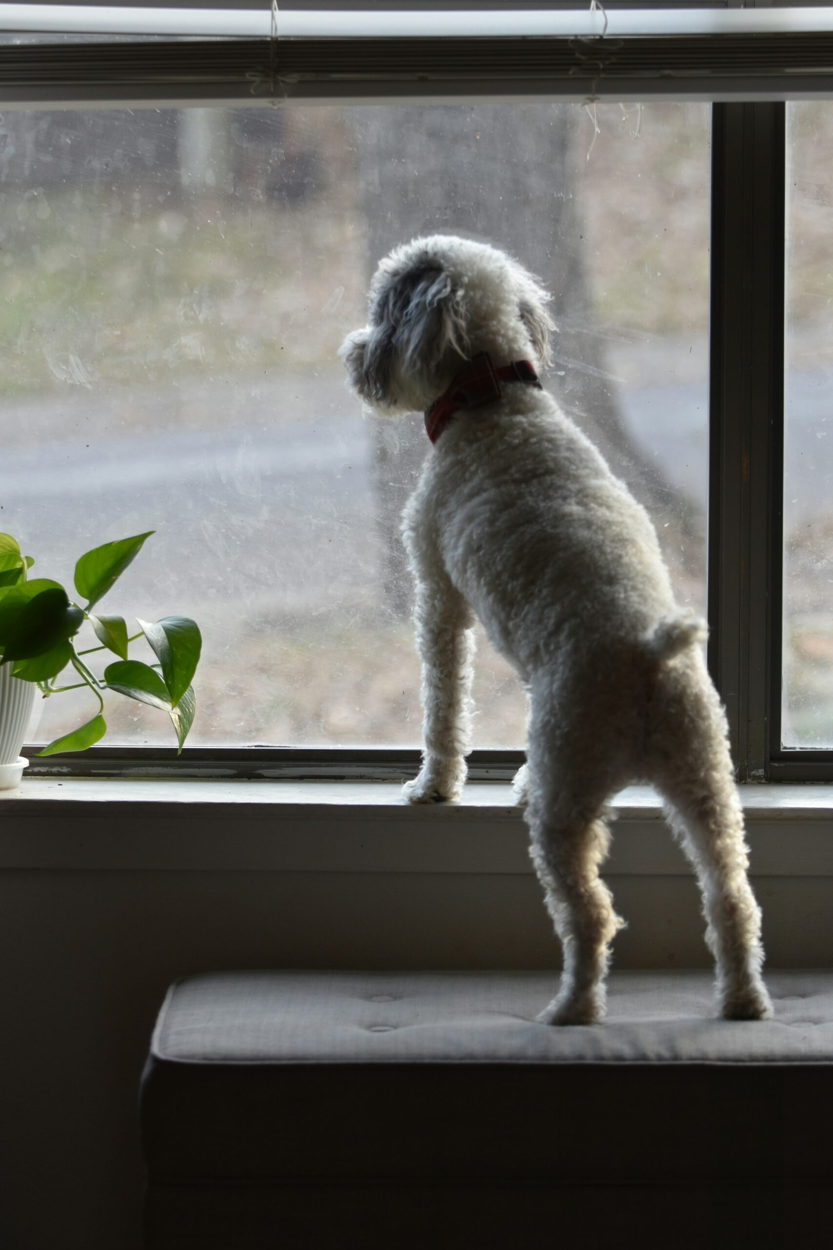 White poodle standing on a windowsill looking outside.