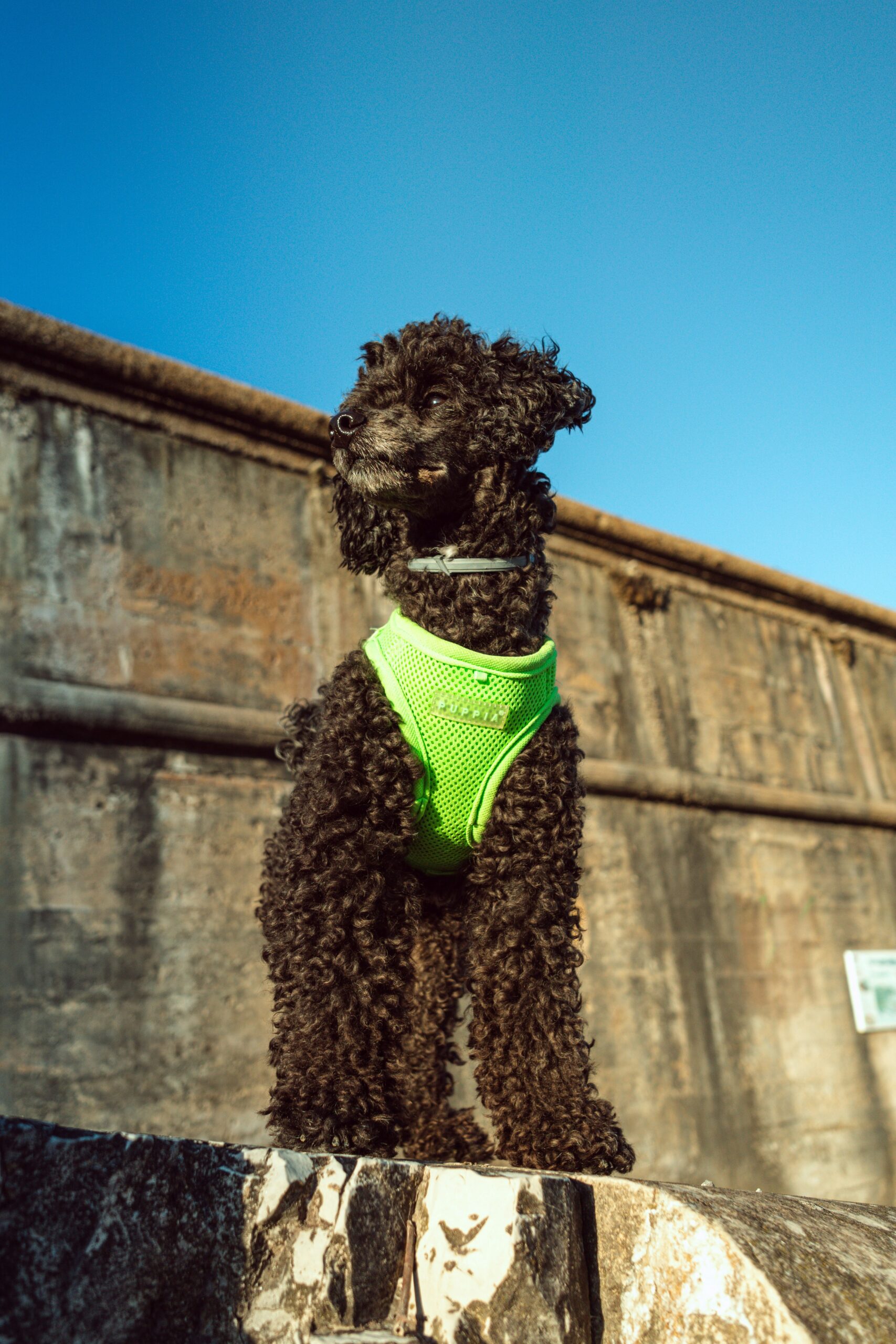 Black poodle in a bright green harness standing proudly against a stone wall.