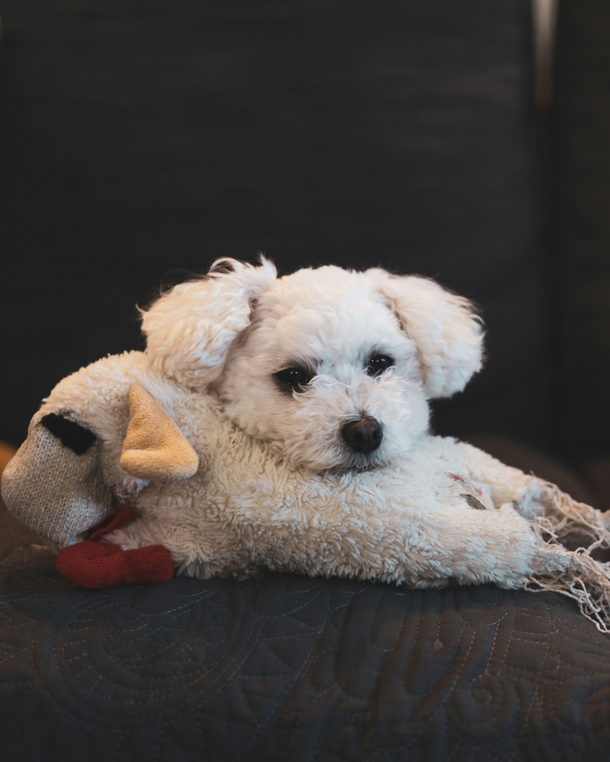 Cute white poodle snuggling with a plush toy on a dark quilted couch.