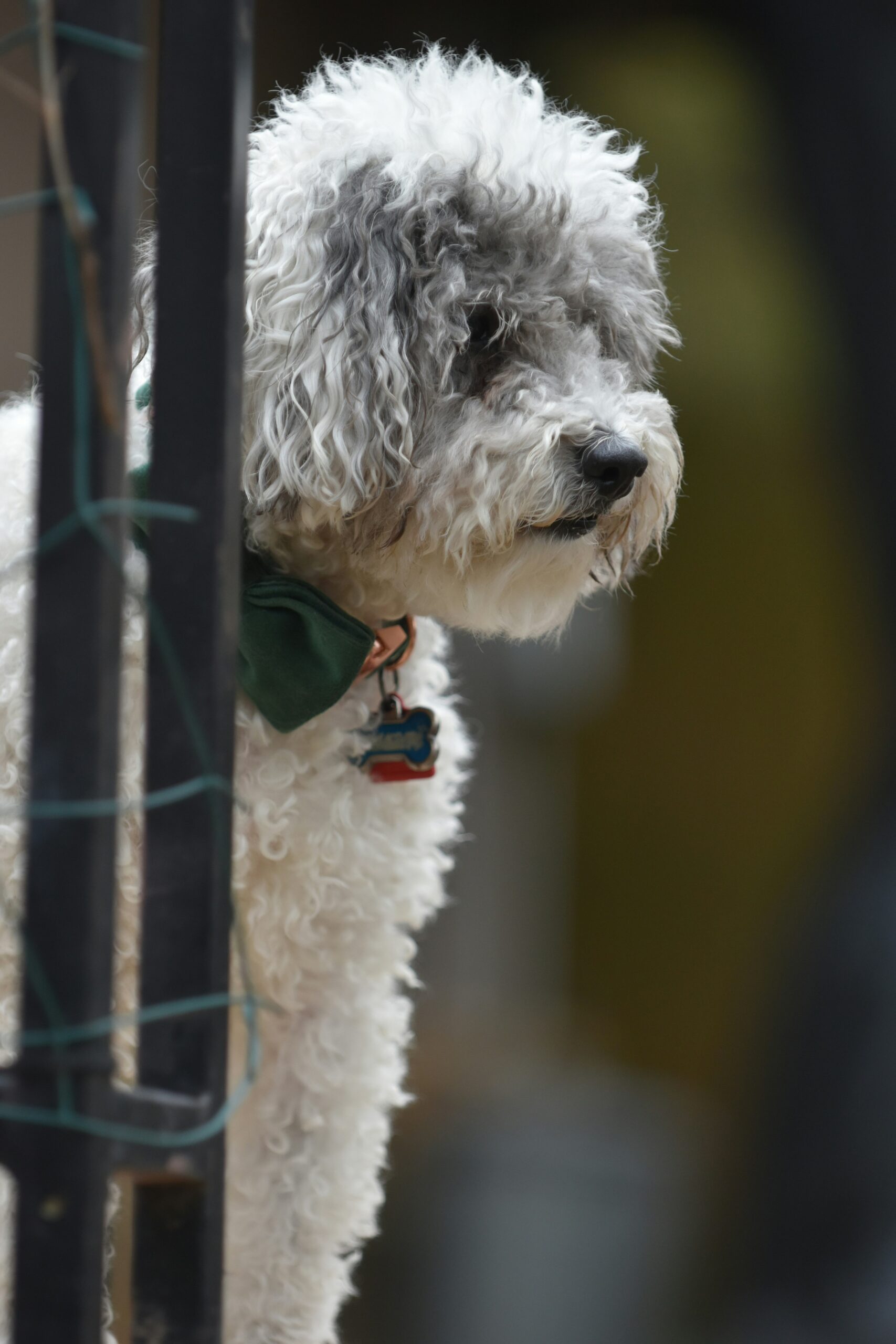 Curly white and gray poodle looking out from behind a metal railing.
