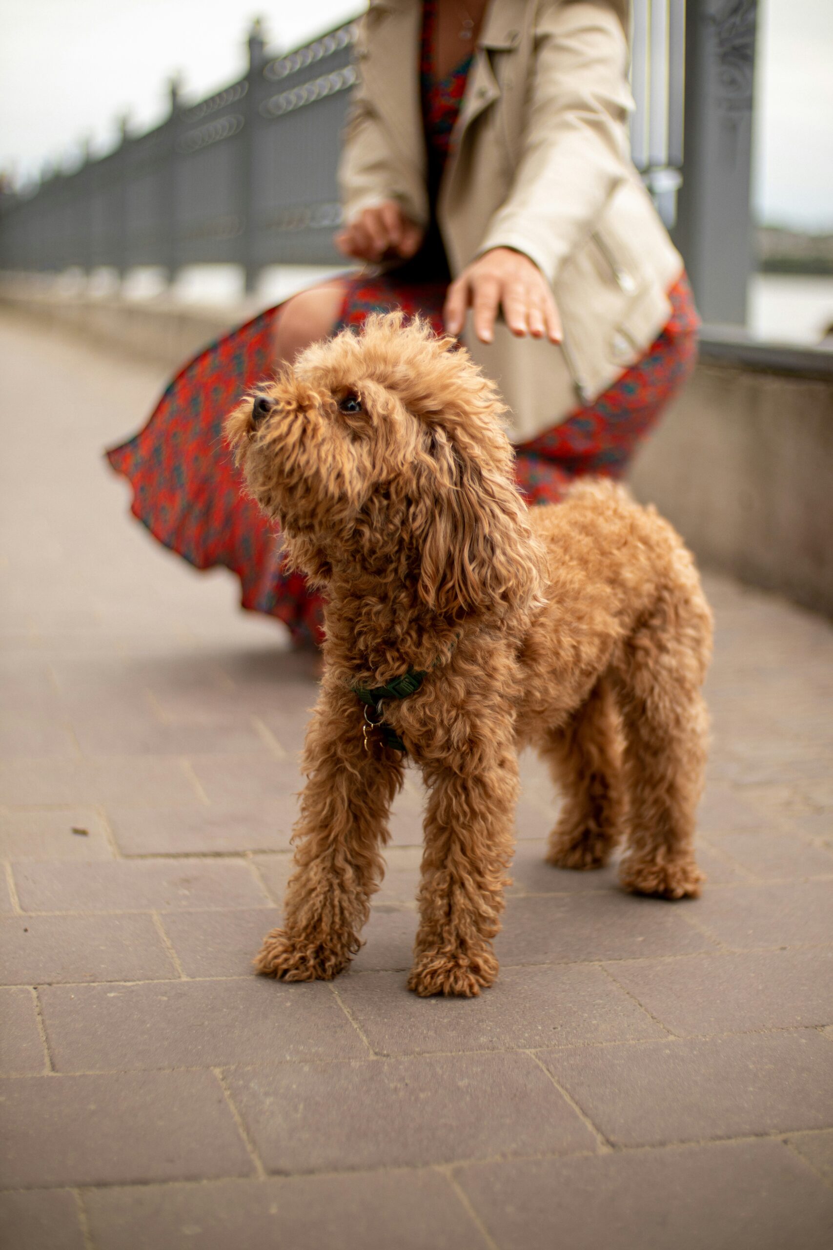 Curly-haired poodle standing on a paved walkway with a woman in a trench coat in the background.