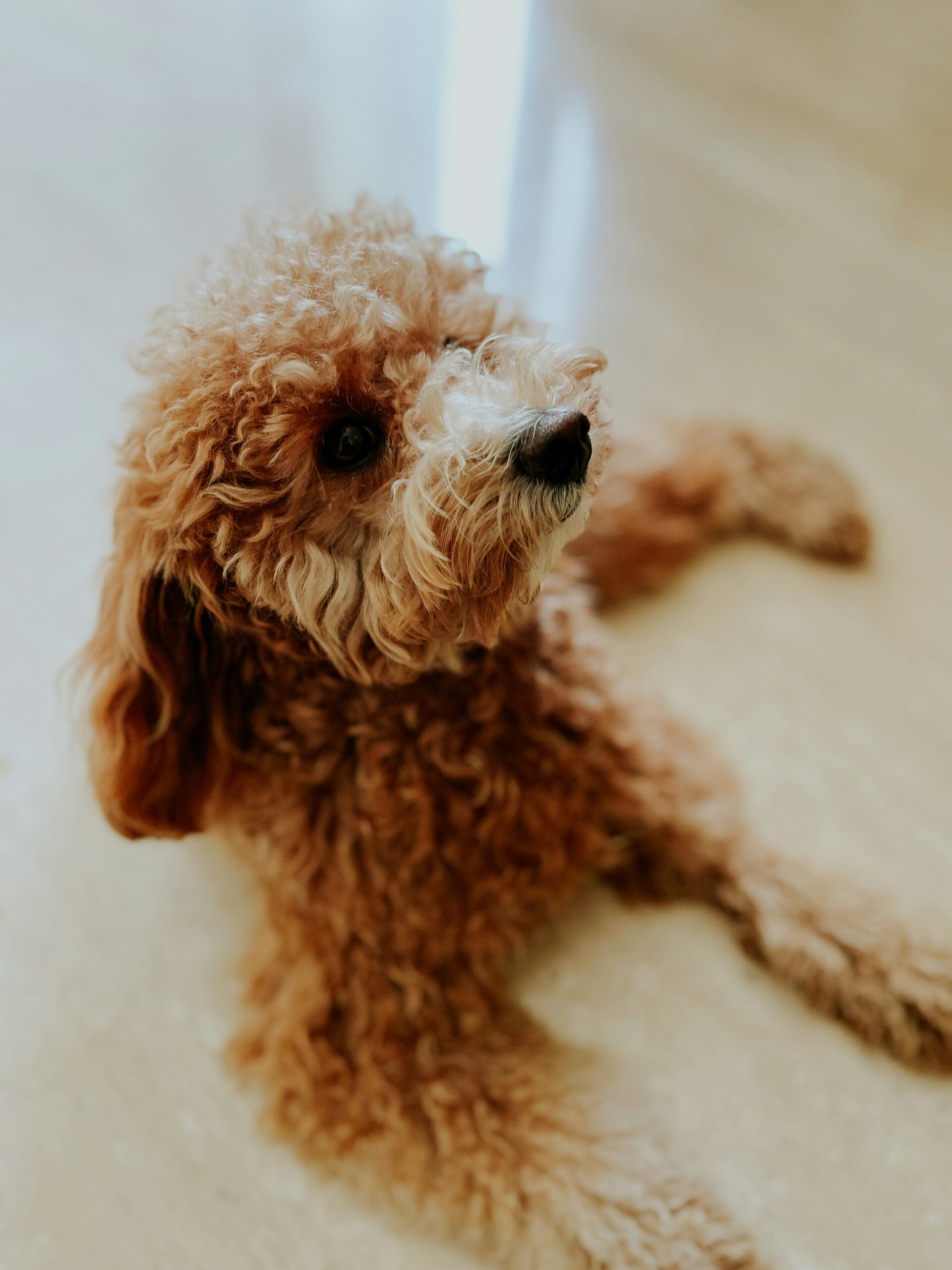 Adorable brown poodle lying on a marble floor, looking up with soft curly fur.