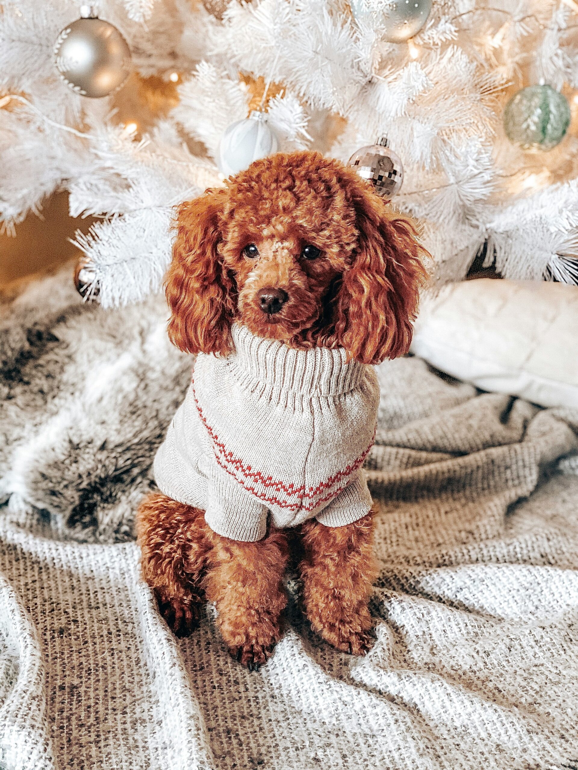 Cute red toy poodle in a cozy sweater sitting in front of a white Christmas tree.