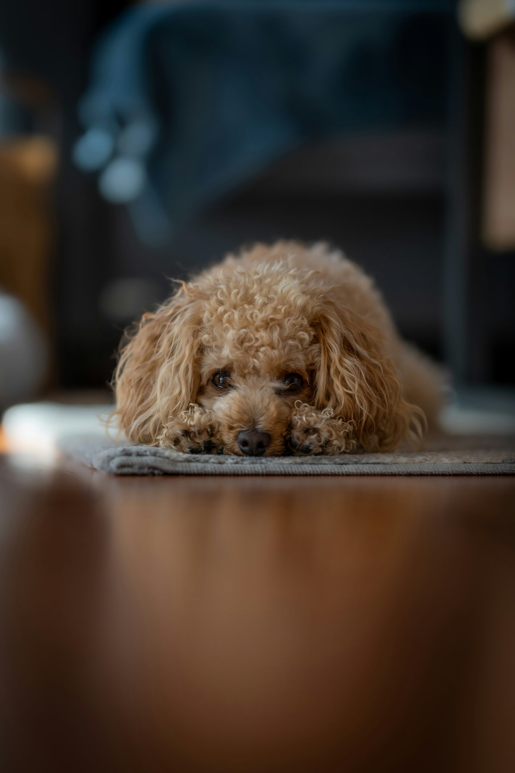 Fluffy apricot poodle lying down on a carpet, peeking adorably with paws outstretched.
