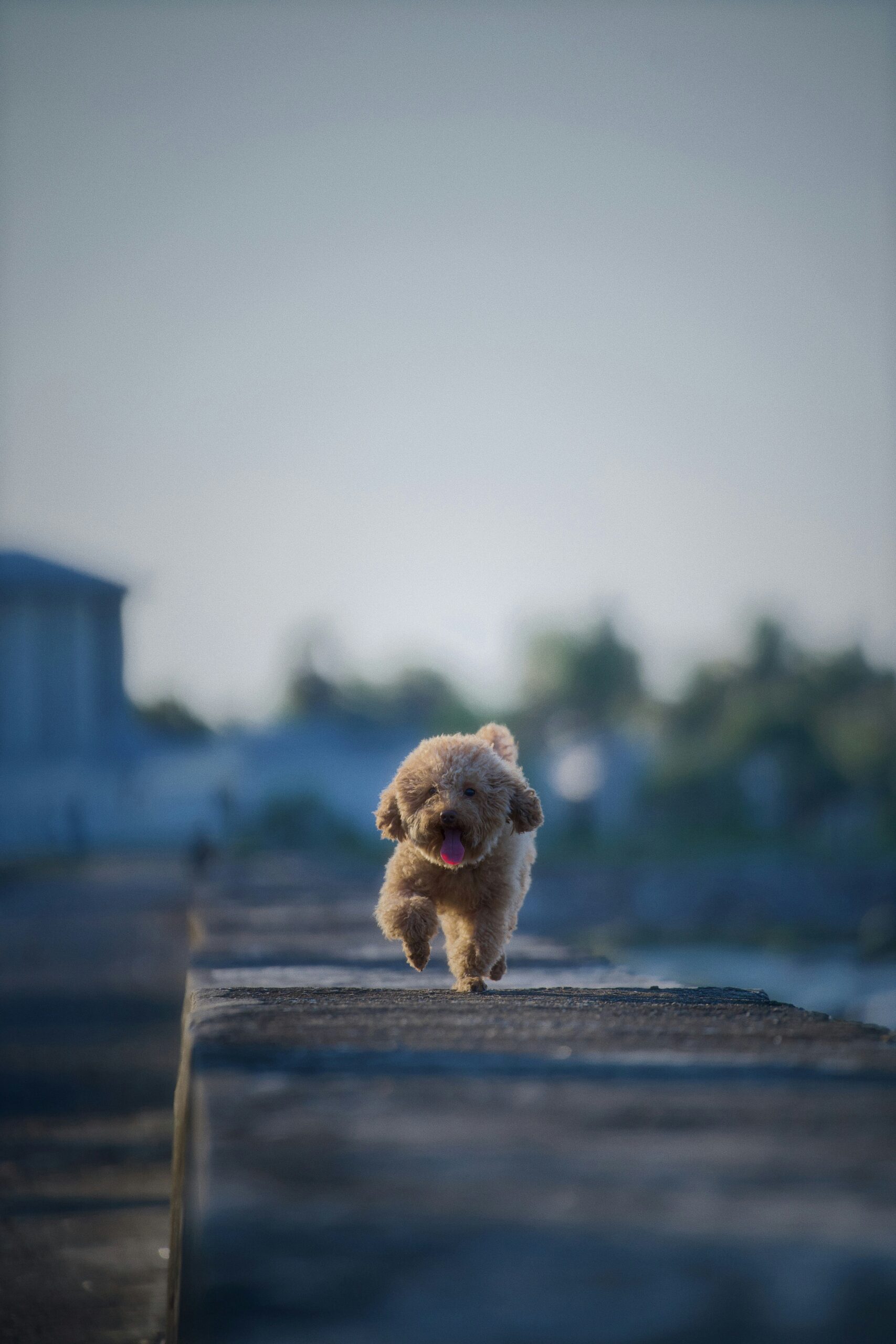 Happy poodle running on a path near water during sunset, tongue out and joyful expression.