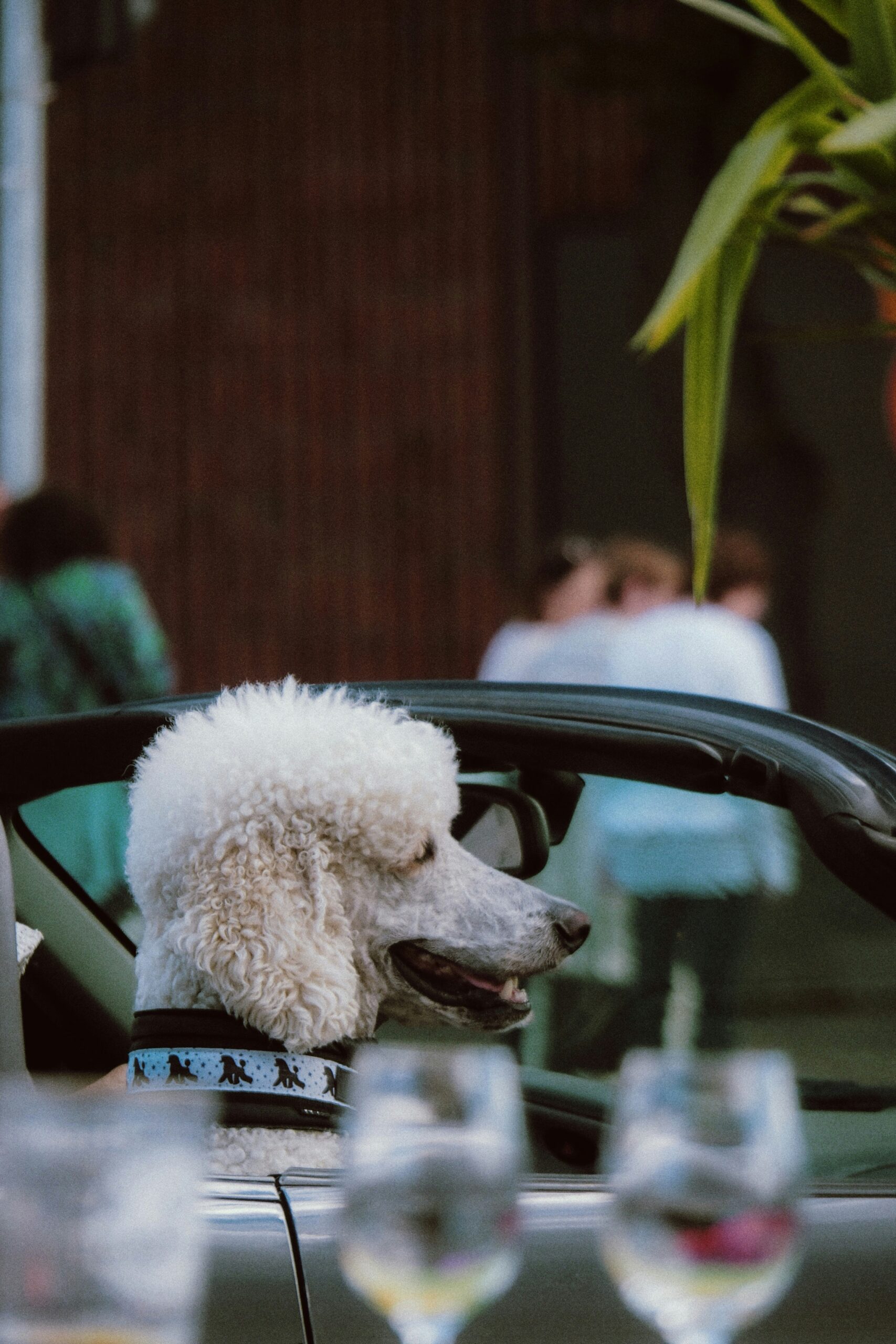 Elegant white standard poodle sitting in a car, looking outside with a fluffy haircut.