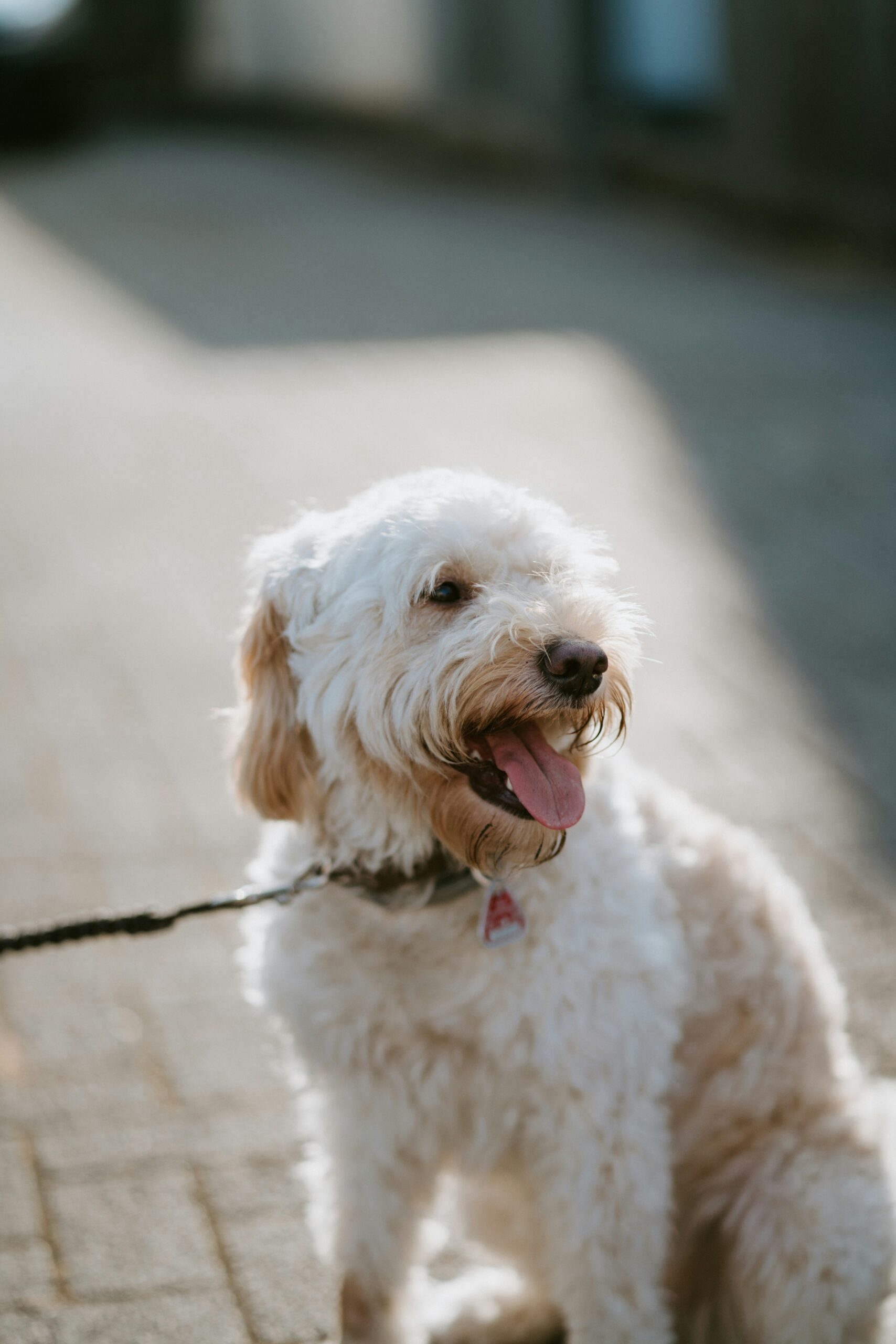 White poodle with a leash, sitting on a sunny street, panting with a joyful expression.