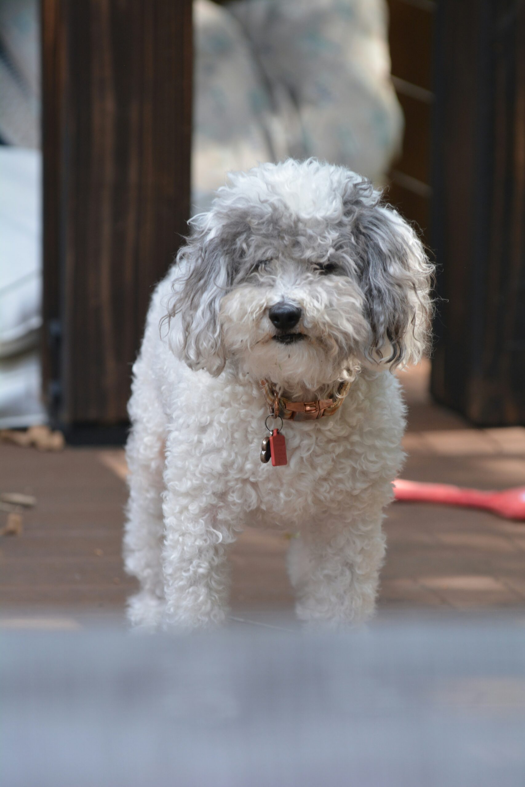 Gray and white curly poodle standing on a wooden deck, wearing a red collar.